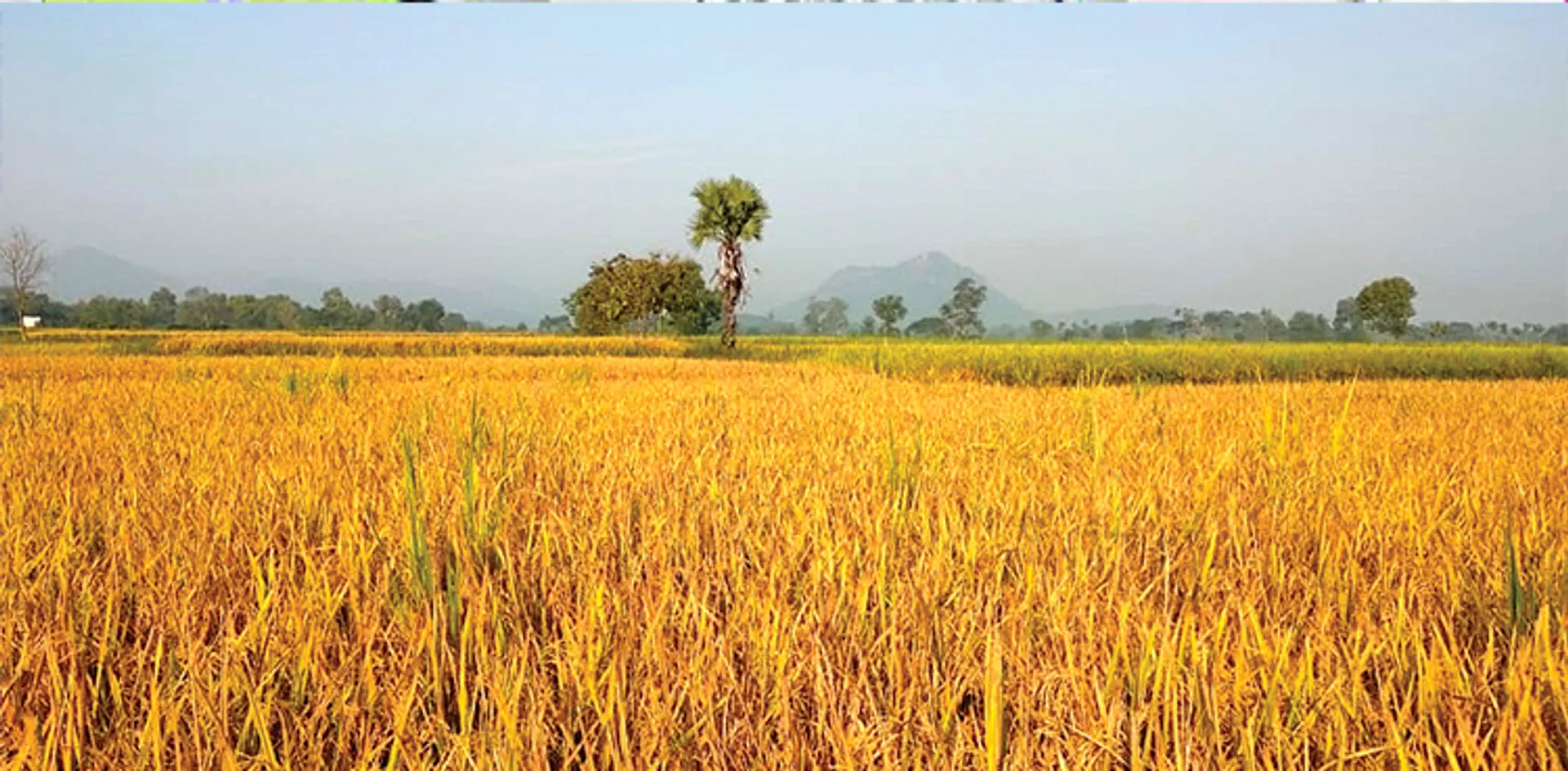 ମିଛ ଜମିର ତଥ୍ୟ ଧରାଇଲା ସାଟେଲାଇଟ୍ 