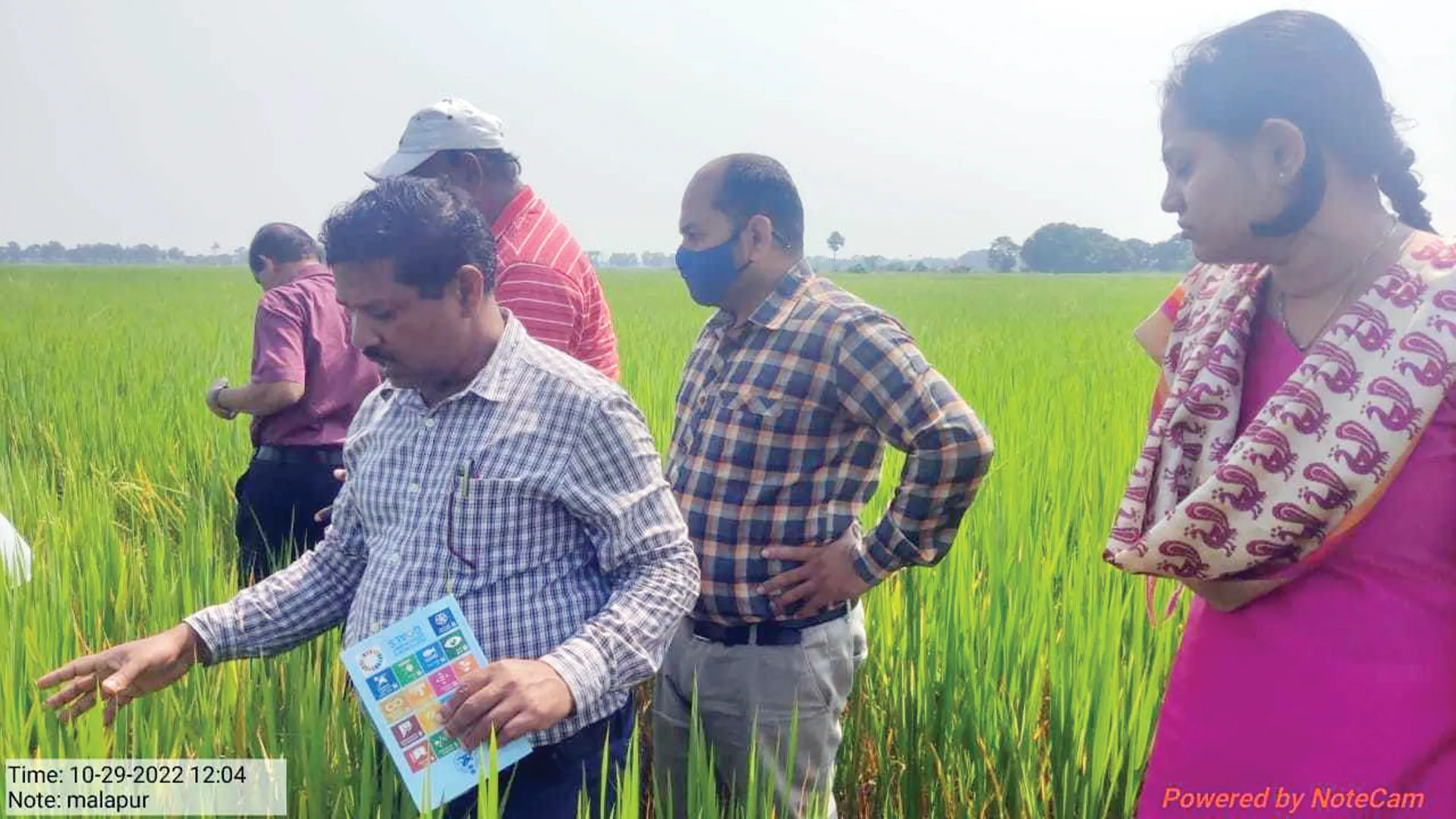 ଧାନକ୍ଷେତରୁ କୃଷିବିଭାଗ ଟିମ୍‌ର ନମୁନା ସଂଗ୍ରହ