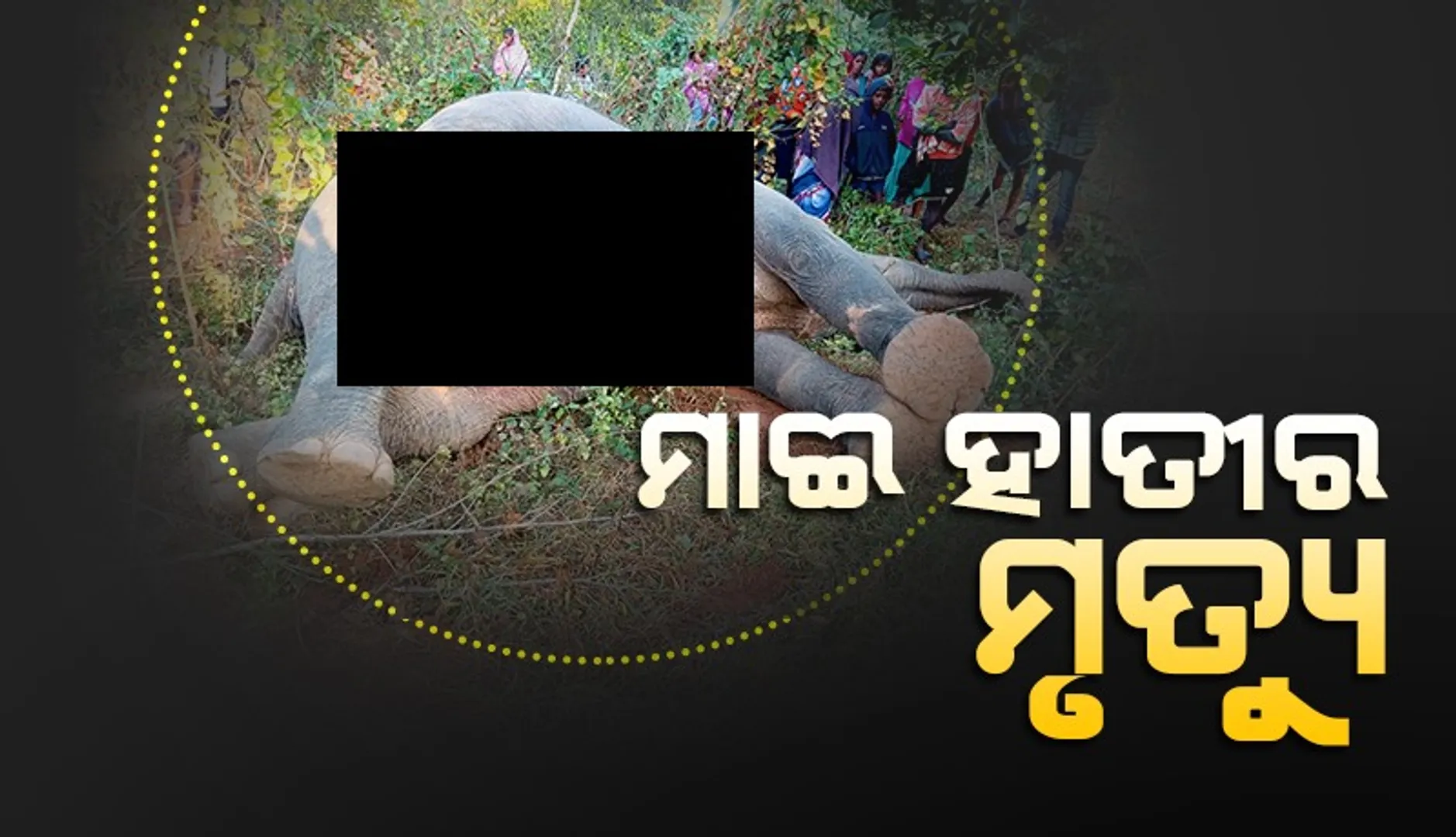 ରିଆମାଳରେ ମାଈ ହାତୀର ମୃତ୍ୟୁ