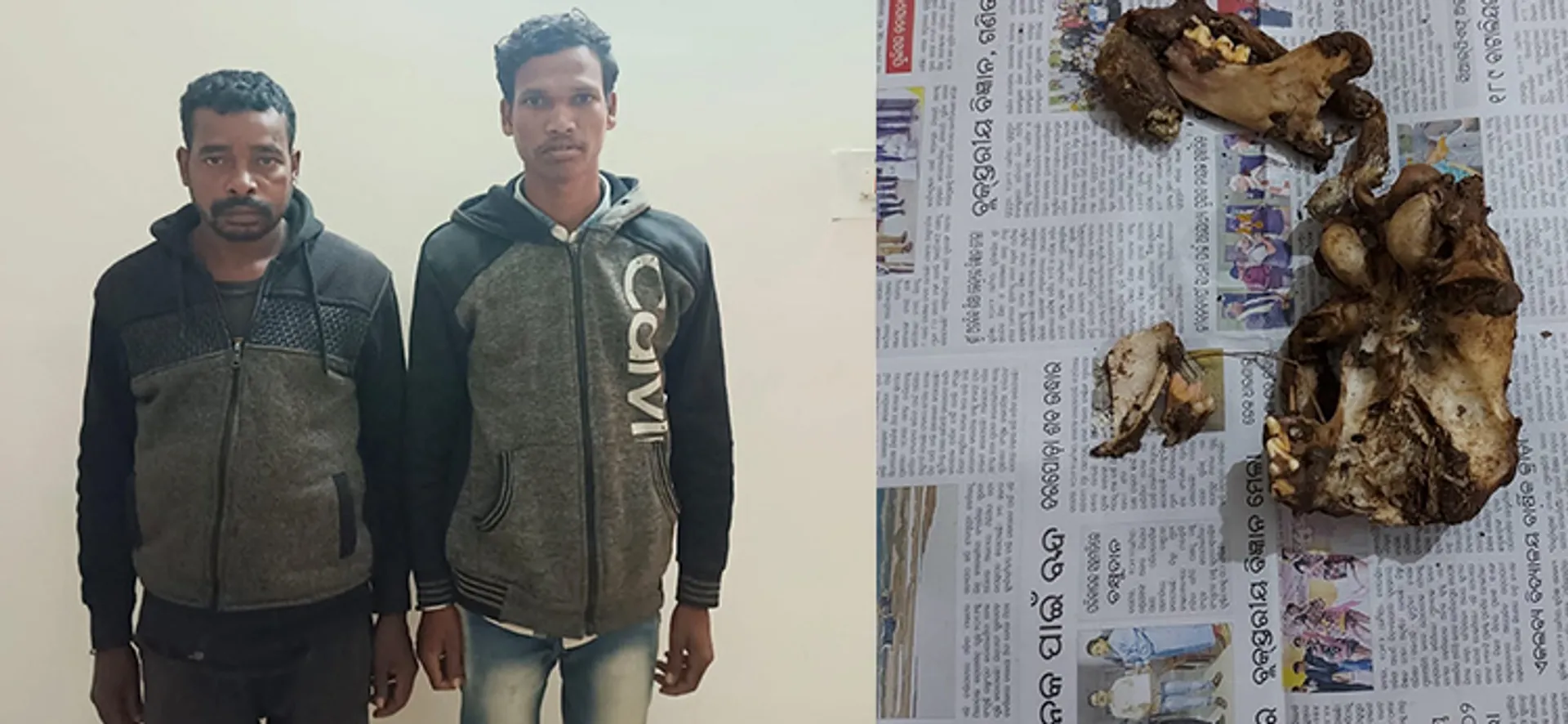 ଖୋଲଗଡ଼ ସଂରକ୍ଷିତ ଜଙ୍ଗଲରୁ ଗଳିତ ବାଘ ମୁଣ୍ଡ ଉଦ୍ଧାର, ୨ ଗିରଫ  