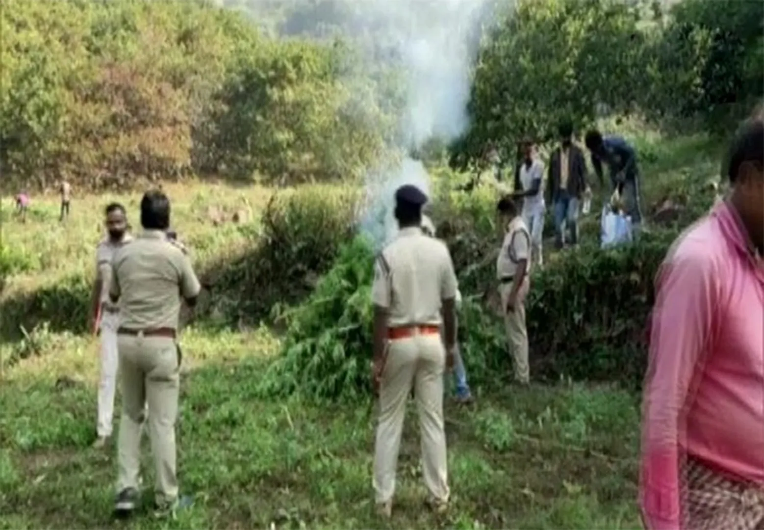 ୩୧ ଏକରର ଗଞ୍ଜେଇ ଗଛ କାଟିଲା ପୁଲିସ