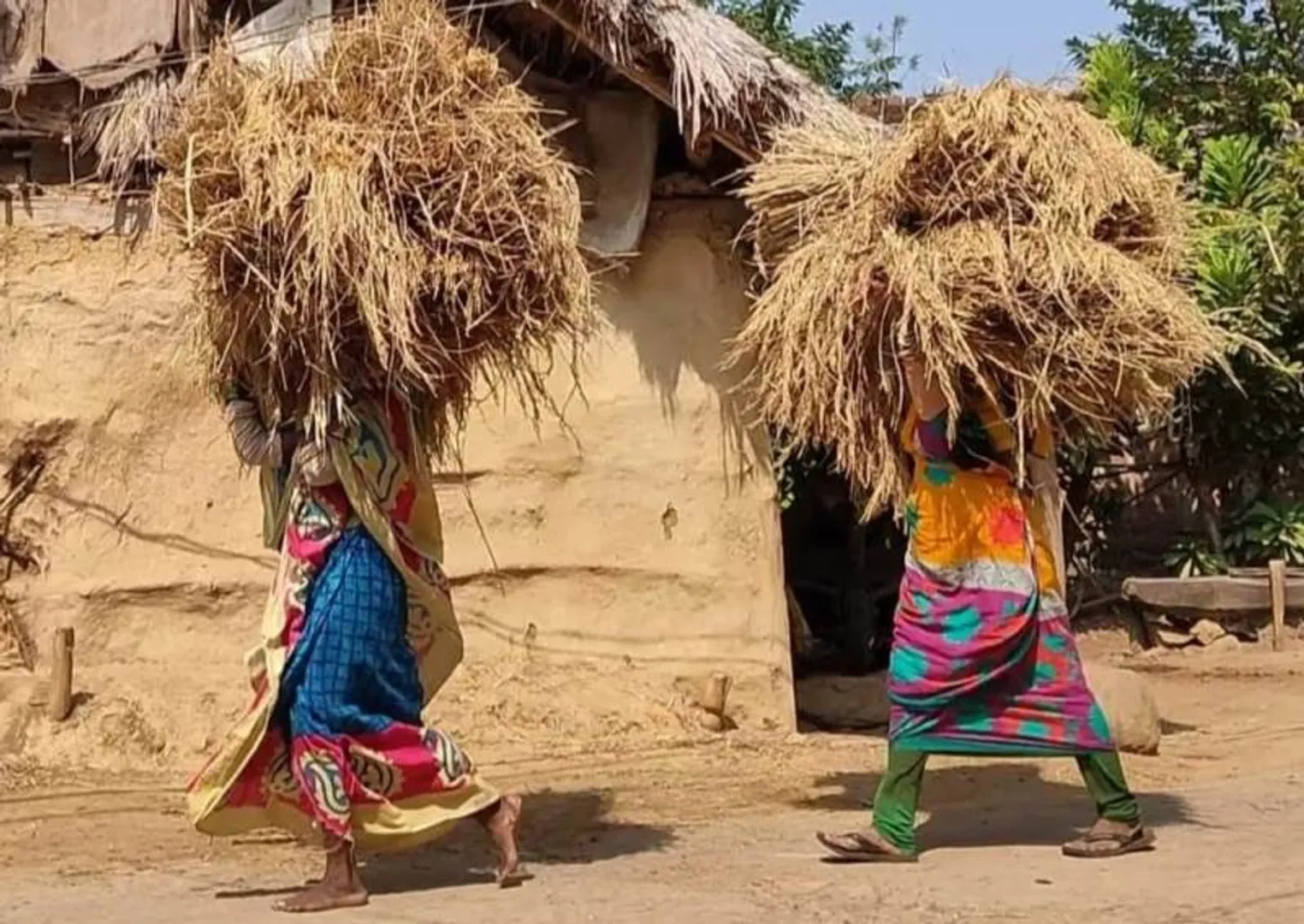 ଫସଲ ସୁରକ୍ଷିତ ରଖିବାକୁ ପ୍ରୟାସ, ସାମ୍ଭାବ୍ୟ ବାତ୍ୟା ପ୍ରଭାବରେ ବର୍ଷାକୁ ନେଇ ବଢିଲା ଚିନ୍ତା