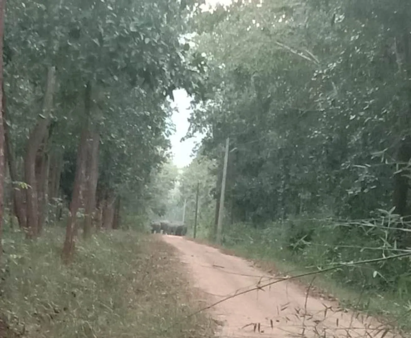 ଭଞ୍ଜନଗର ଓ କାଳିଆମ୍ବା ସେକ୍ସନରେ ୧୮ ଟିକିଆ ହାତୀପଲର ‌ଦୌରାତ୍ମ୍ୟ