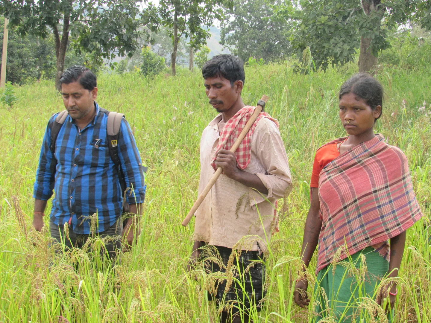 ମାଣ୍ଡିଆକୁ ଗୁରୁତ୍ବ, ଅନ୍ୟ ଖାଦ୍ୟଶସ୍ୟକୁ ଅବହେଳା
