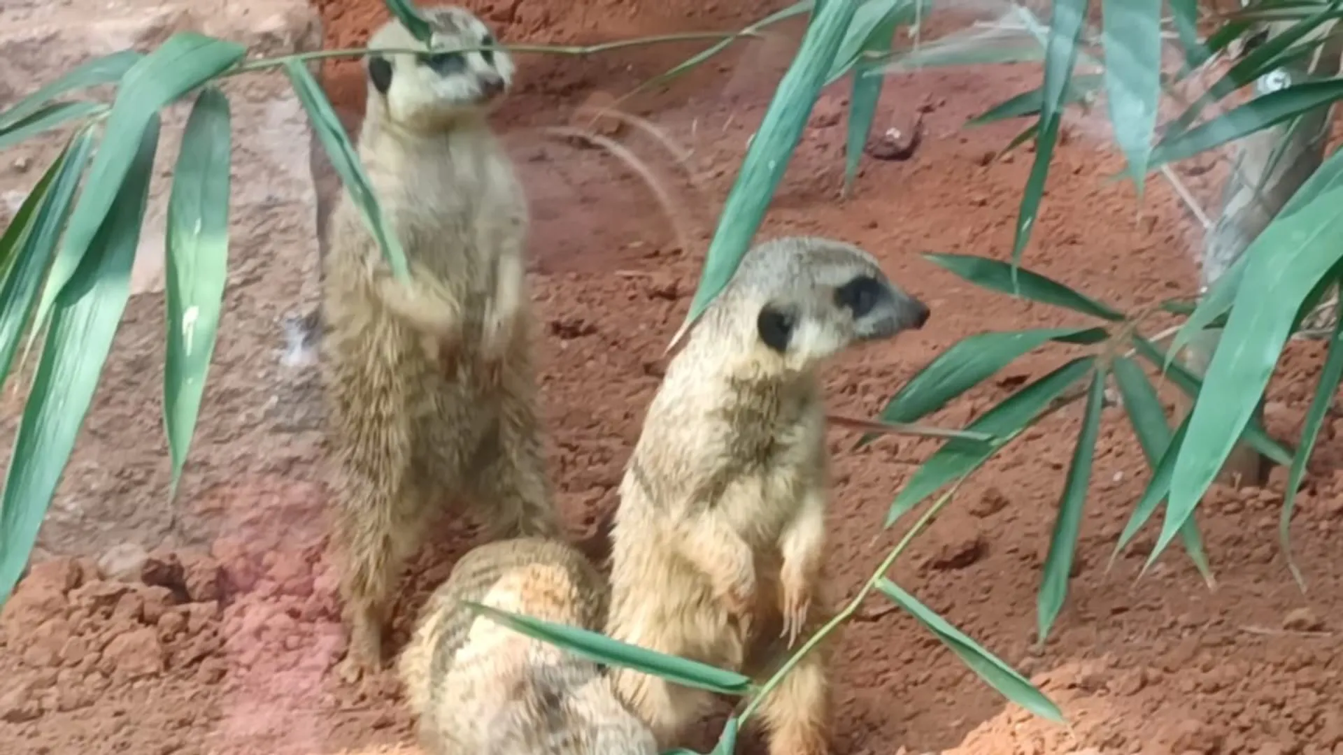 ନନ୍ଦନକାନନର ନୂଆ ଅତିଥି ମିରକାଟ୍‌(ନେଉଳ ପ୍ରଜାତି)। (ଫଟୋ: ରୁଦ୍ର, ବାରଙ୍ଗ)