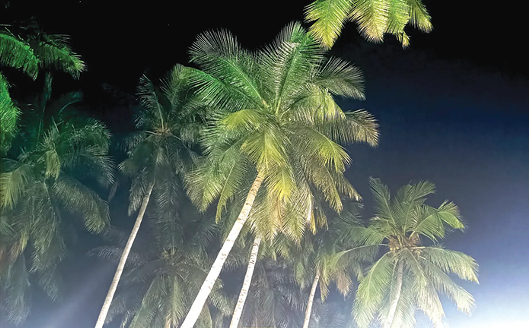 ନଡ଼ିଆ ଗଛରେ ଅଜଣା ରୋଗ