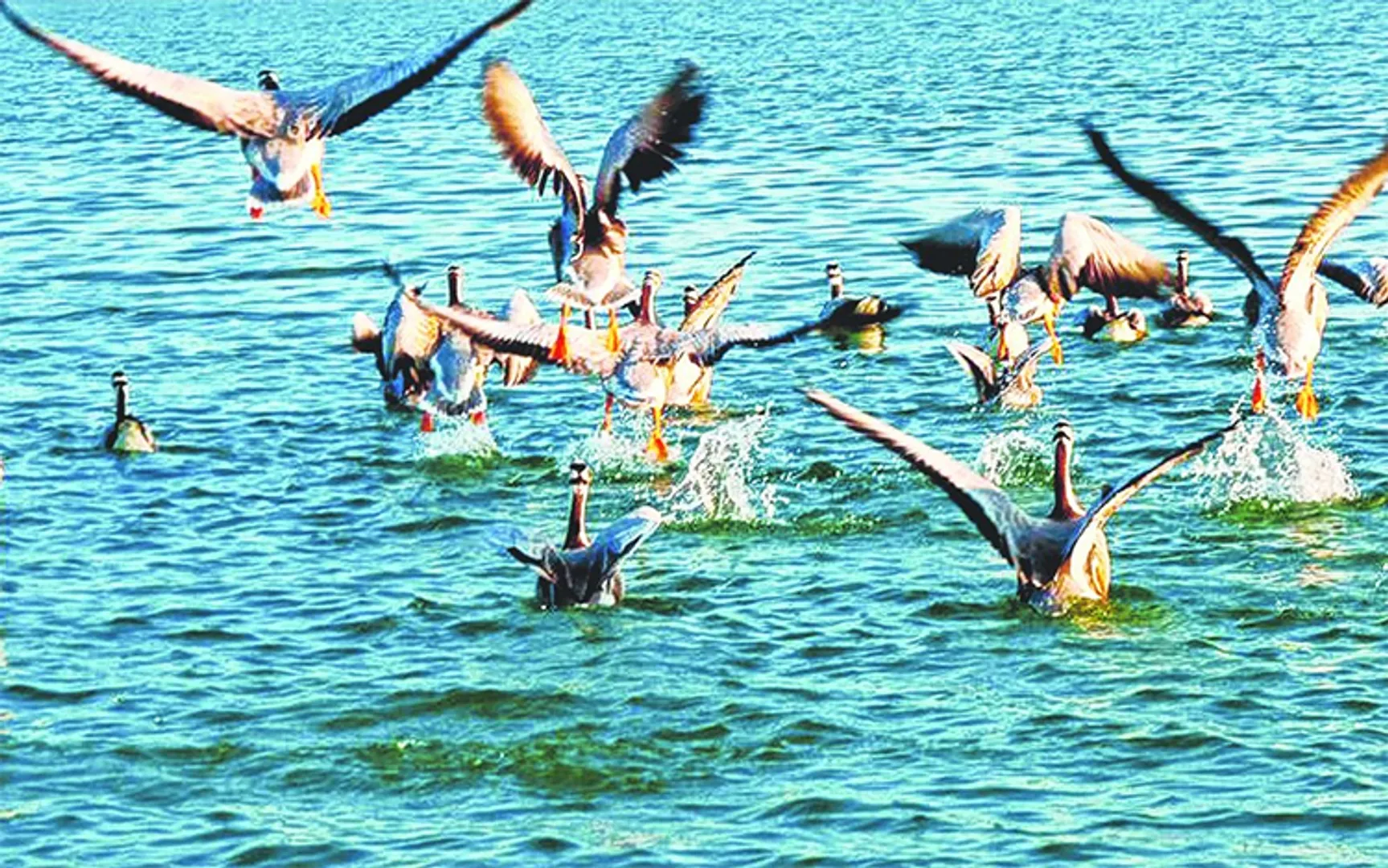 ୮ରେ ହୀରାକୁଦ ପକ୍ଷୀ ଗଣନା