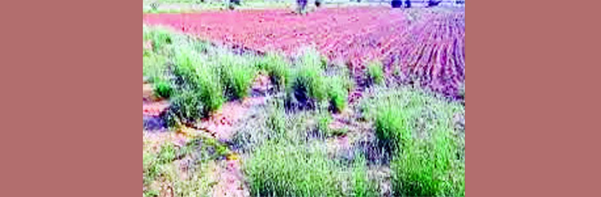 ବଜାର ସୁବିଧା ନାହିଁ, ରବି ଫସଲ ପାଇଁ ଜଳ ସଙ୍କଟ ବାଧକ