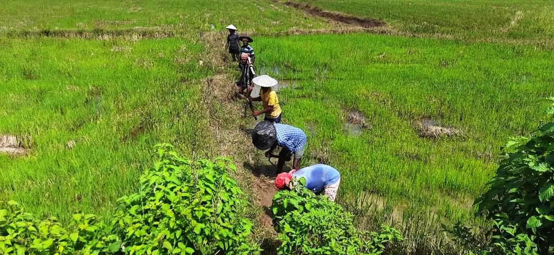 ଖରିଫ୍ ମଣ୍ଡି ପଞ୍ଜୀକରଣରେ ୮୫% ନକଲି ପ୍ଲଟ୍: ଧରିଲା ସ୍ୟାଟଲାଇଟ୍ ସର୍ଭେ, ୧୭୫୧୨ରୁ ୨୪୯୮ ପ୍ଲଟ ବୈଧ