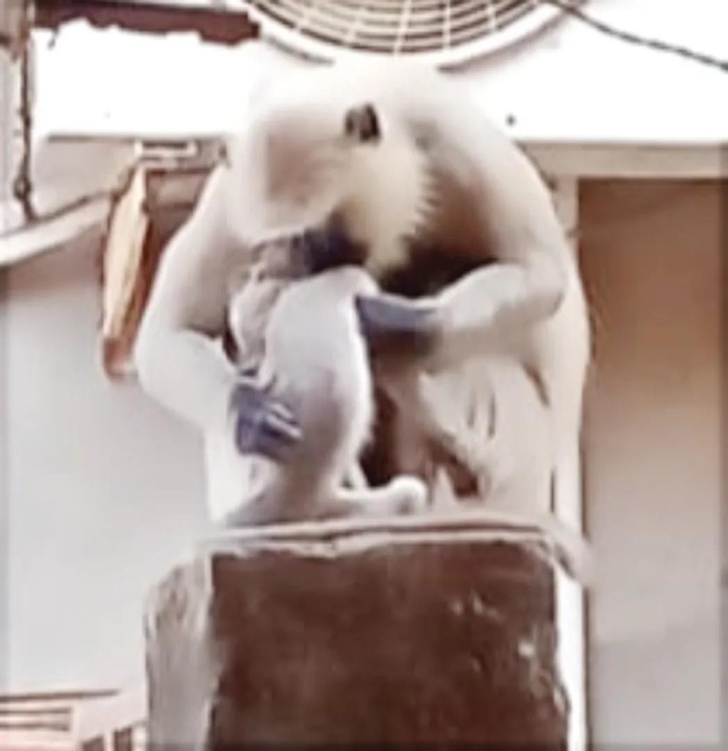 କରୁଣ ଦୃଶ୍ୟ...ମୃତ ଶିଶୁ ସହ ମା’ ମାଙ୍କଡ଼