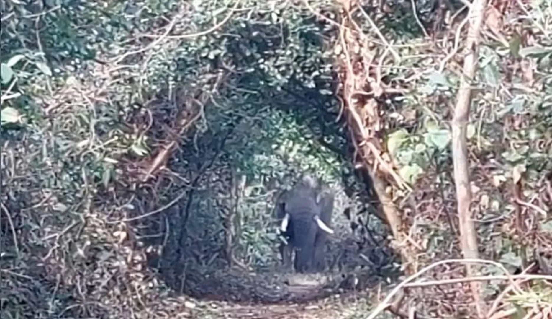 ଡାଳିଯୋଡ଼ା ରେଞ୍ଜରେ ହାତୀ ଗଣନା, ୧୦ ହାତୀ ଠାବ