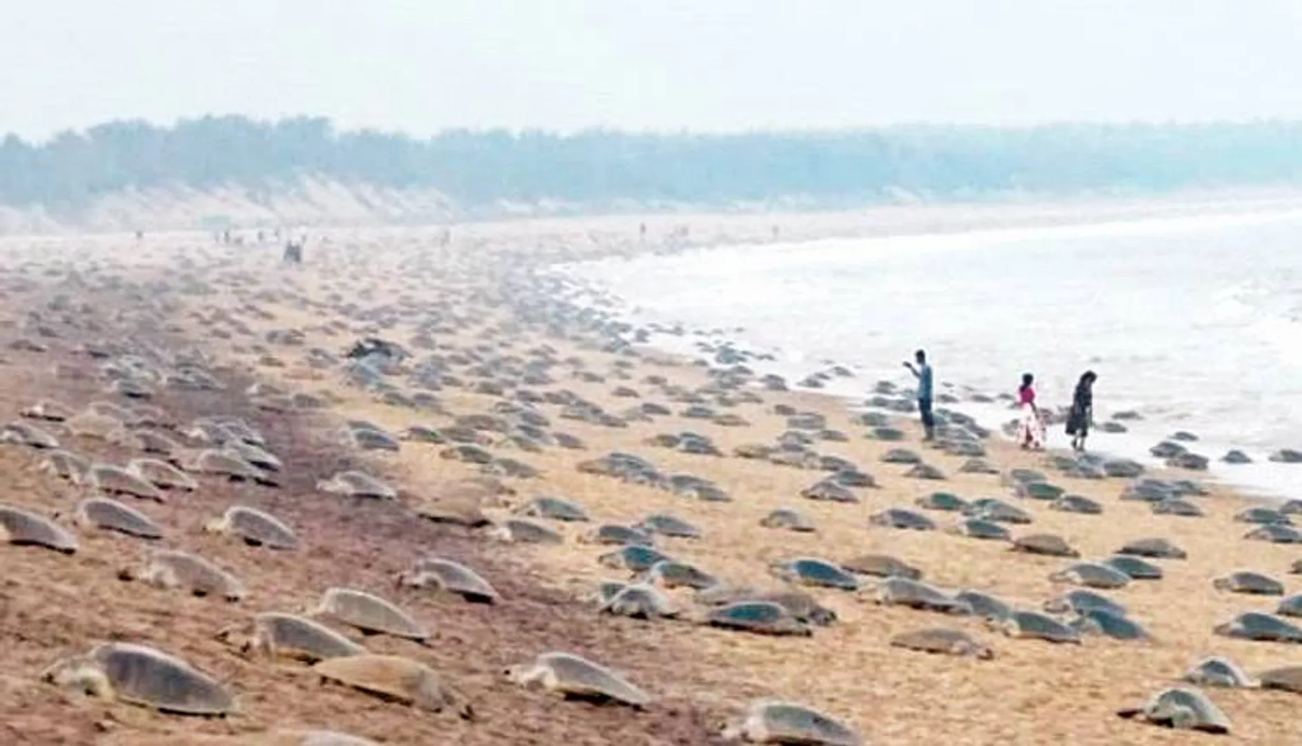 ଅଲିଭ୍‌ ରିଡ୍‌ଲେଙ୍କ ଆଗମନରେ ନୂଆ ରେକର୍ଡ଼ 