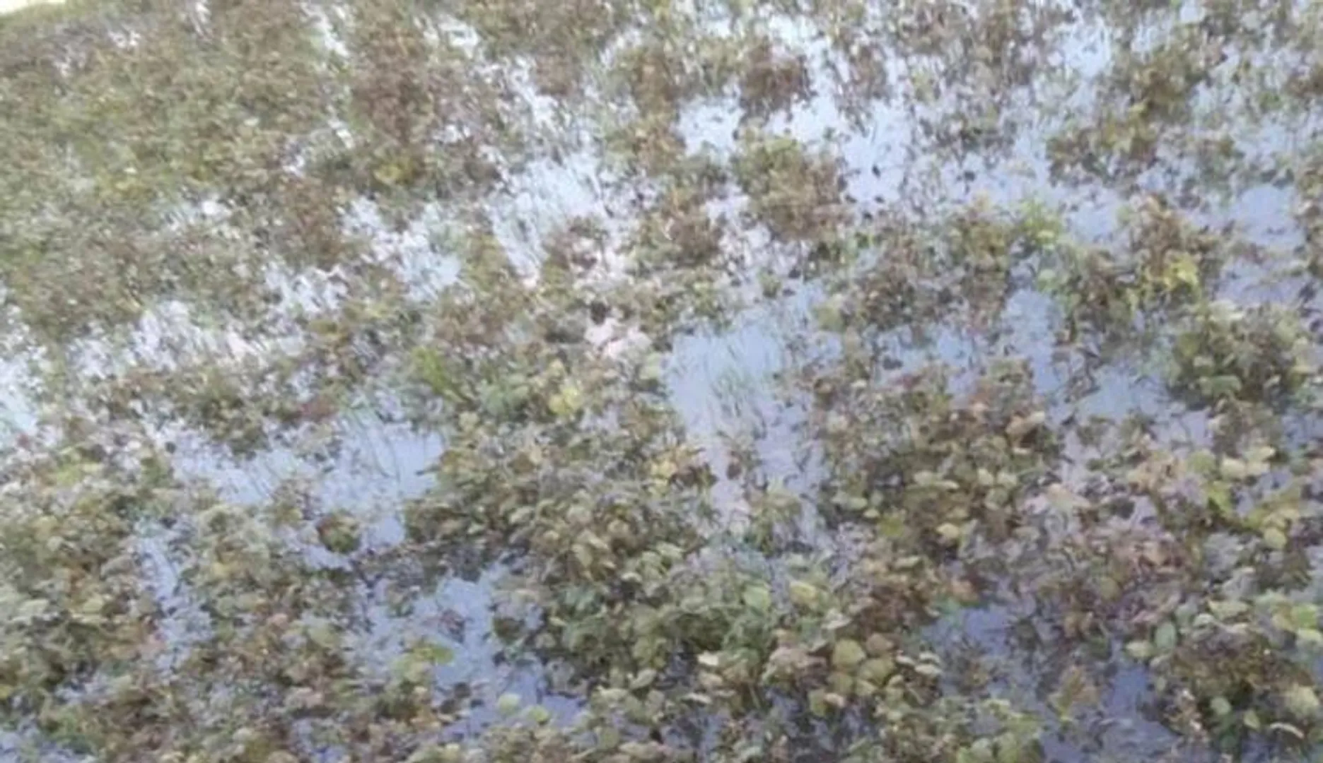 ଝଡ଼ବର୍ଷାରେ ଉଜୁଡ଼ିଲା ମୁଗ ଓ ପୋଟଳ ଚାଷ