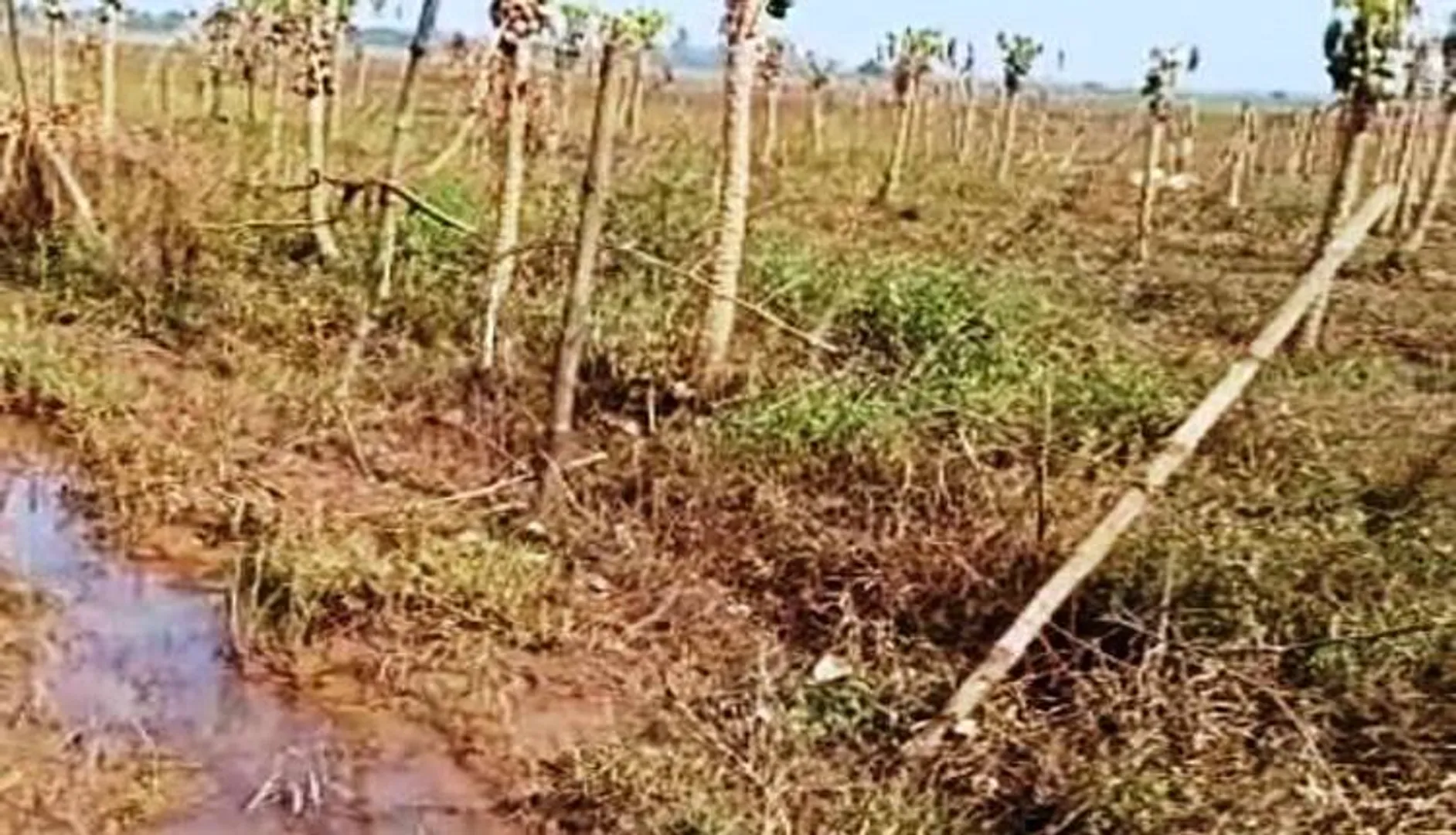 ପଶ୍ଚିମାଝଡ଼ରେ ପରିବା ଫସଲ ସଫା