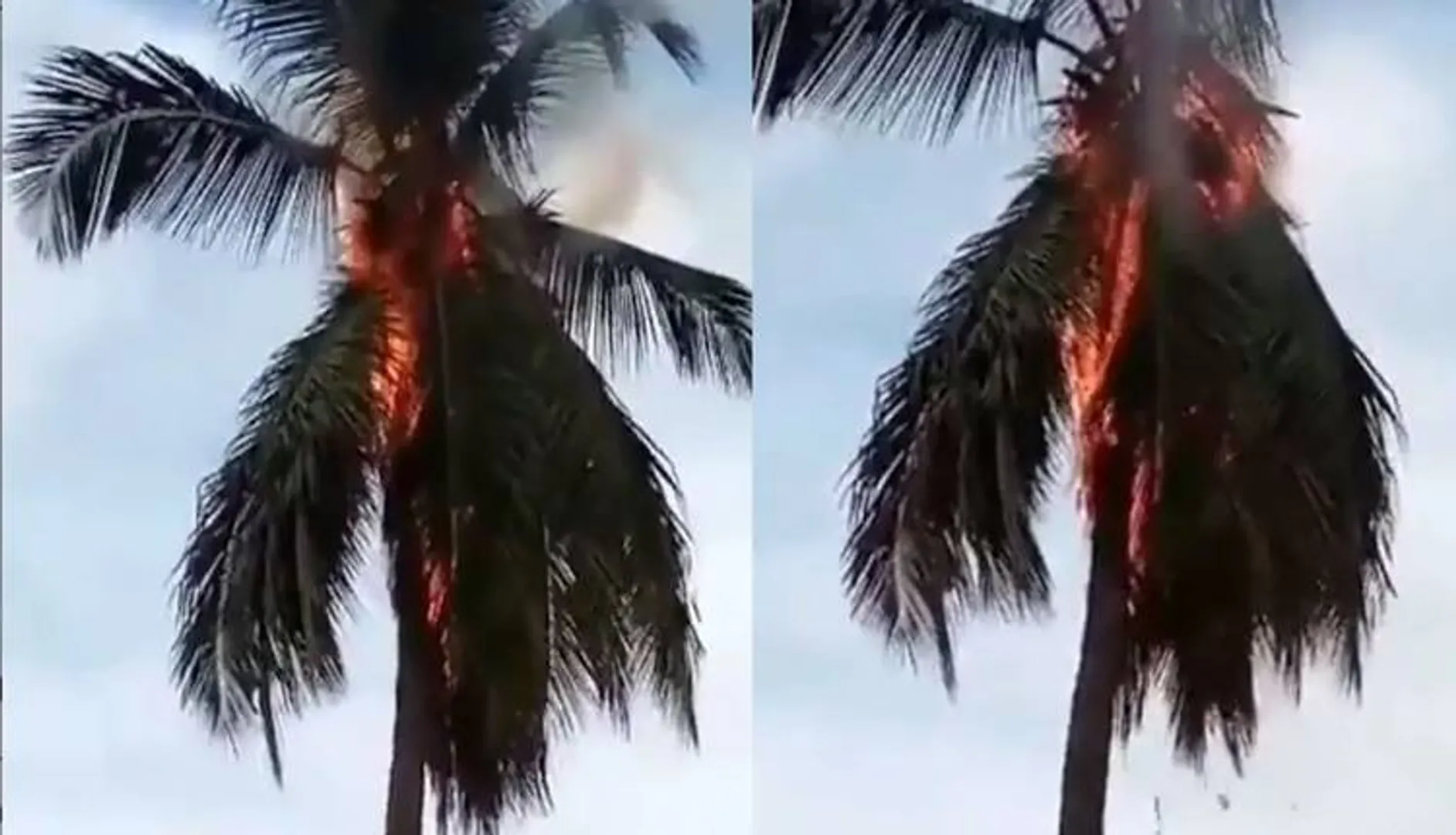 ବଜ୍ରପାତରେ ଜଳିଗଲା ୨ ନଡ଼ିଆ ଗଛ