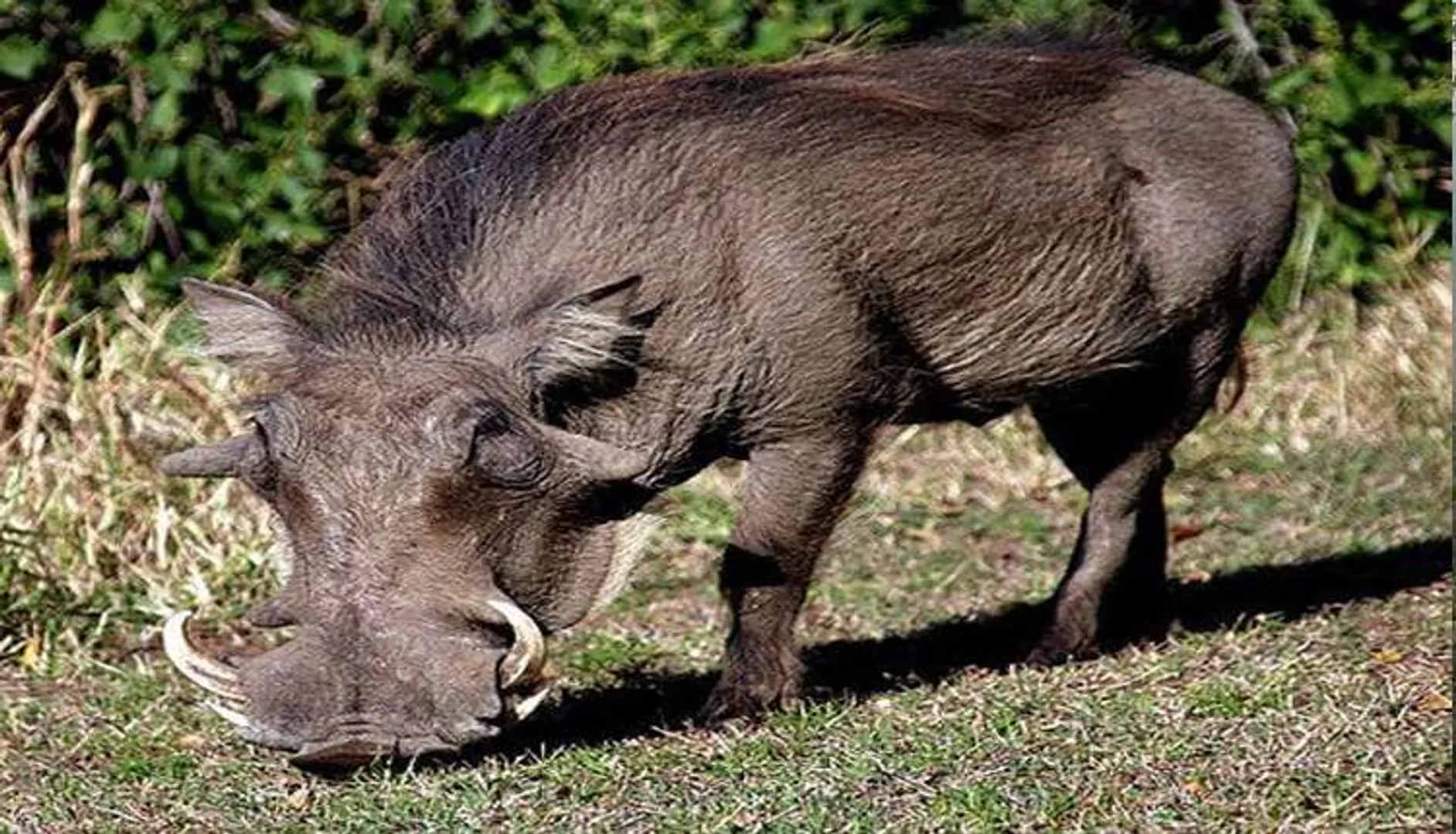 ବାର୍‌ହା ଆକ୍ରମଣରେ ୫ ଗୁରୁତର