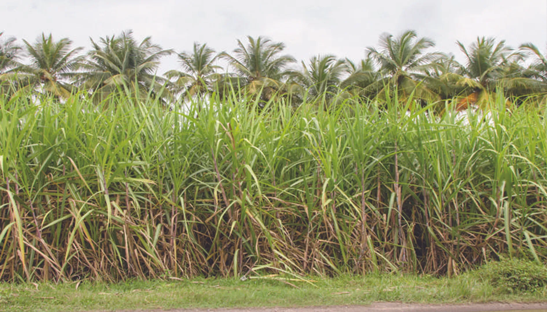 ପାଣି ଅଭାବରୁ କମିଲା ଆଖୁ ଅମଳ, ଚାଷୀ ନିରାଶ