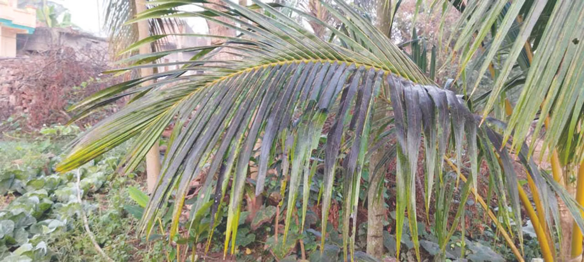 ପାରାଦୀପରେ ବିପଦ ସଙ୍କେତ ଉପରେ ପ୍ରଦୂଷଣ ! ତିନି ସ୍ଥାନରେ ସ୍ଥିତି ସାଂଘାତିକ