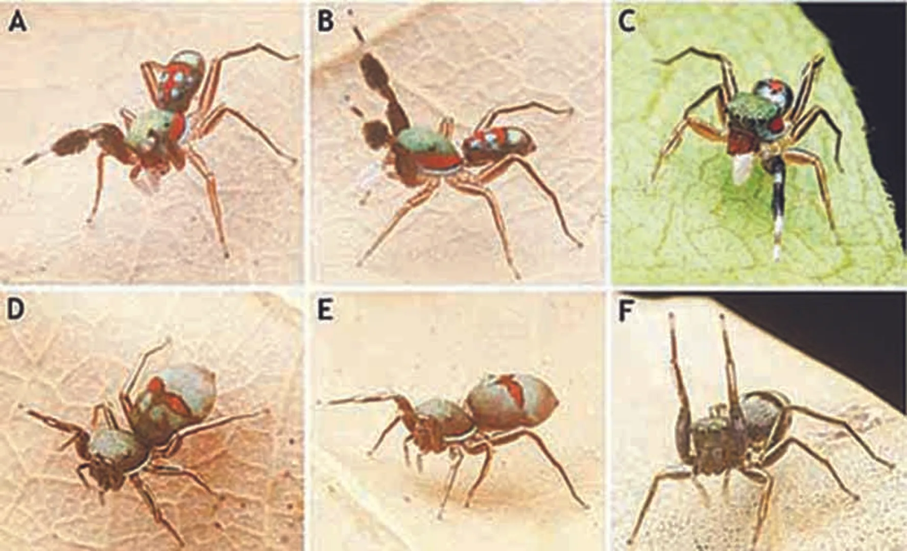 ମିଳିଲା ନୂଆ ପ୍ରଜାତି ବୁଢ଼ିଆଣୀ ‘ସିଲେର୍ ନାଇଜର୍‌’