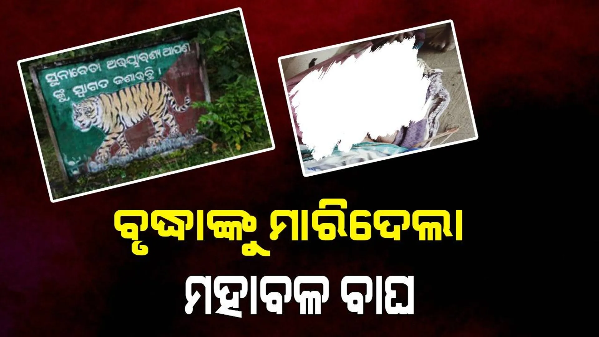 ବୃଦ୍ଧାଙ୍କୁ ଟାଣି ନେଇ ଖାଇଗଲା ମହାବଳ ବାଘ: ଜାଳେଣି କାଠ ଆଣିବାକୁ ଯାଇଥିଲେ ମୃତକ