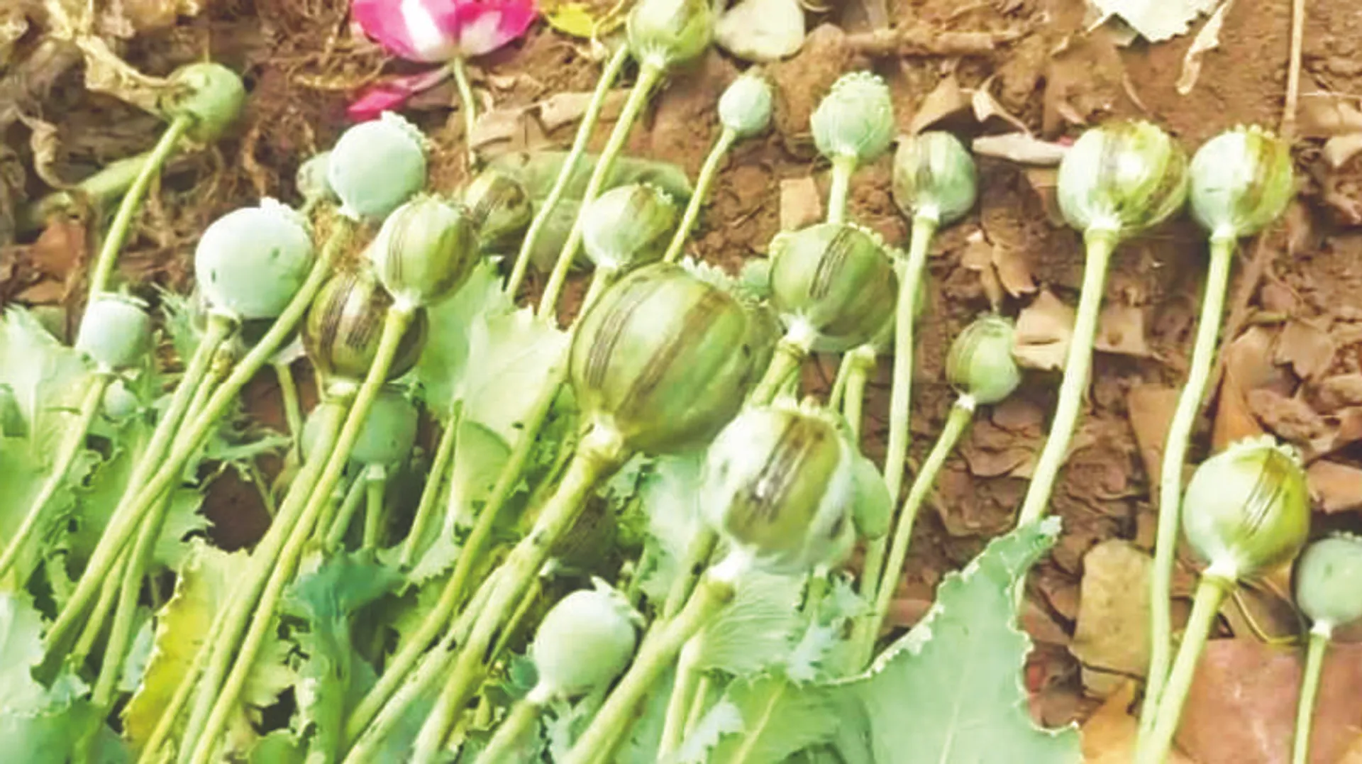 ରେଢ଼ାଖୋଲ ଉପଖଣ୍ତରେ ଅଫିମ ଚାଷ
