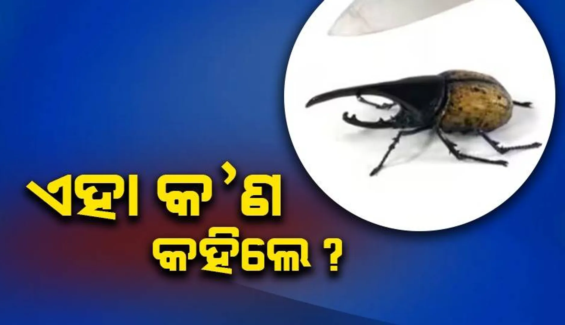 ଏହା ପୋକ ନୁହେଁ! ସତ ଜାଣିଲେ ଆପଣ ବି ଆଶ୍ଚର୍ଯ୍ୟ ହୋଇଯିବେ