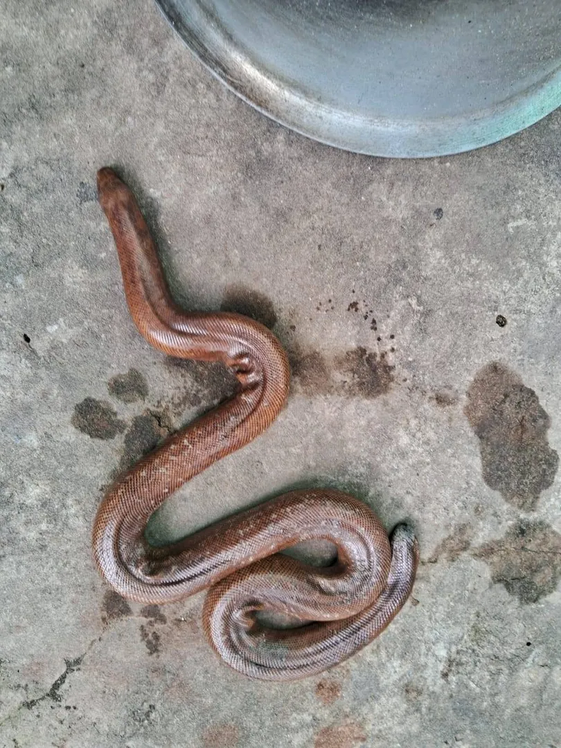 ପୁରୀ ସିଟି ରୋଡ଼ ବେଡି ହନୁମାନ ମନ୍ଦିର ନିକଟରୁ ବିରଳ ରେଡ ସ୍ୟାଣ୍ଡ ବୋଆ ସାପ ଉଦ୍ଧାର। ଏହାକୁ ନନ୍ଦନକାନନ କର୍ତ୍ତୃପକ୍ଷଙ୍କୁ ହସ୍ତାନ୍ତର କରାଯାଇଛି।