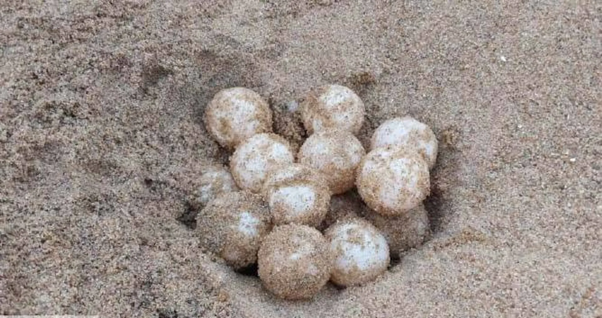 ହାଚେରିକୁ ଆସିଲା ୨୫୭୭ ଅଣ୍ତା: ଦିନକରେ ୯ଟି ବସାରୁ ୧୦୨୦ ଅଣ୍ତା ସଂଗ୍ରହ