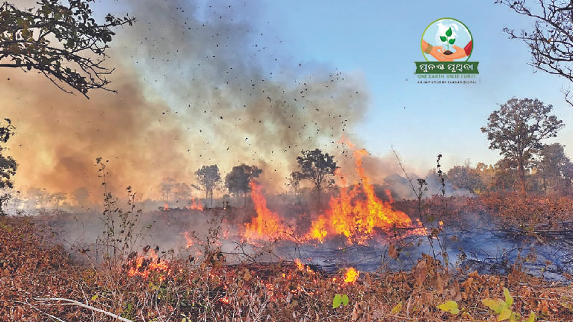 ଜଙ୍ଗଲ ଜାଳୁଛି ଅବୈଧ ମକା ଚାଷ
