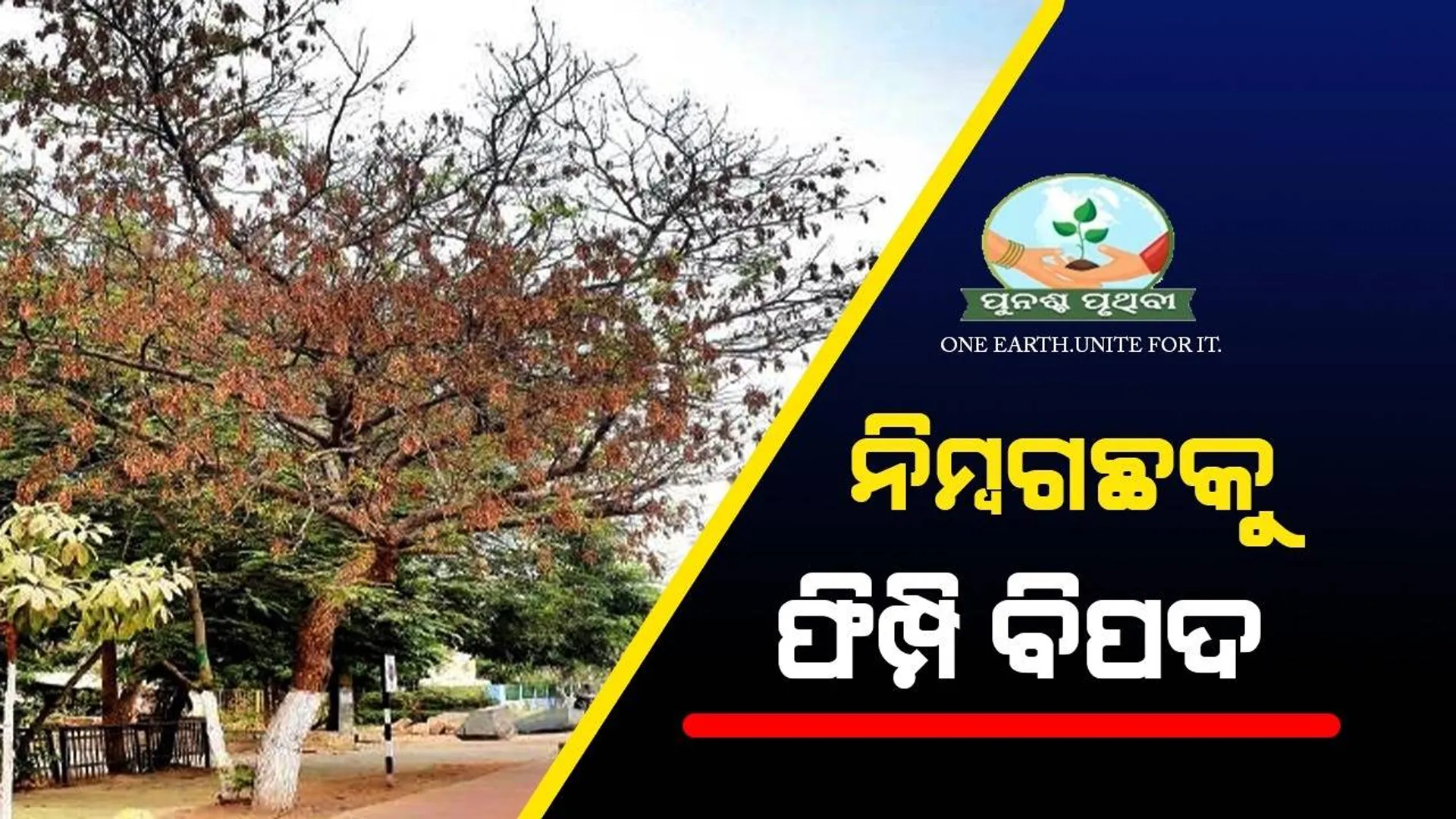 ଜଳବାୟୁ ପରିବର୍ତ୍ତନର ପରିଣତି: ନିମ୍ବ ଗଛକୁ ଫିମ୍ପି ବିପଦ