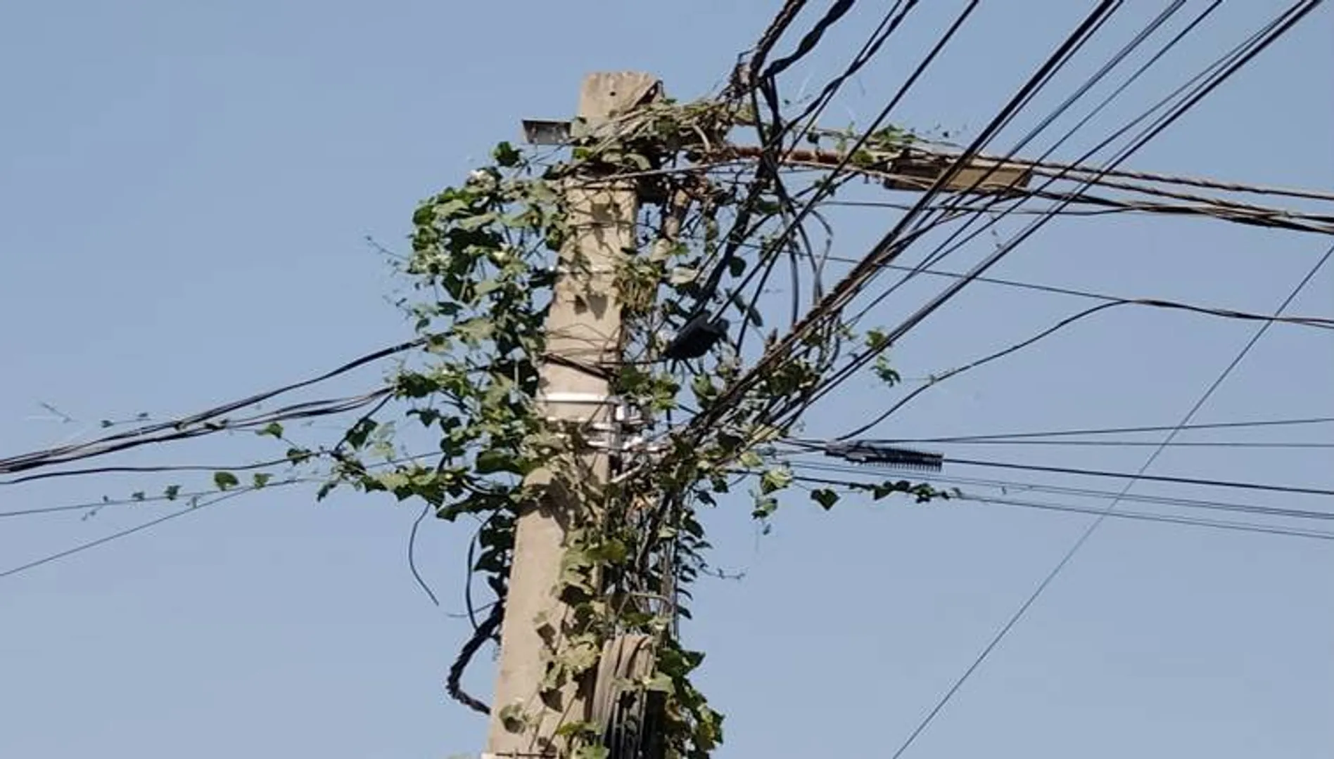 ଲତା ଛୁଇଁଲେ ମାରୁଛି କରେଣ୍ଟ