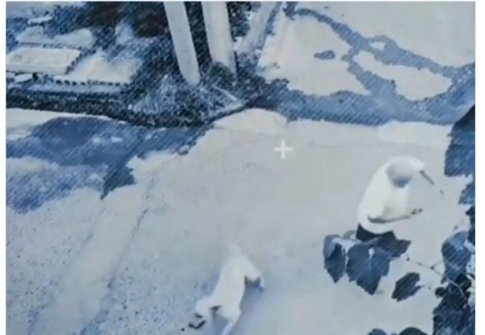 ଗଛତଳେ ଛିଡ଼ା ହୋଇଥିବା ବ୍ୟକ୍ତିଙ୍କ ଏପରି ଜୀବନ ବଞ୍ଚାଇଲା କୁକୁର