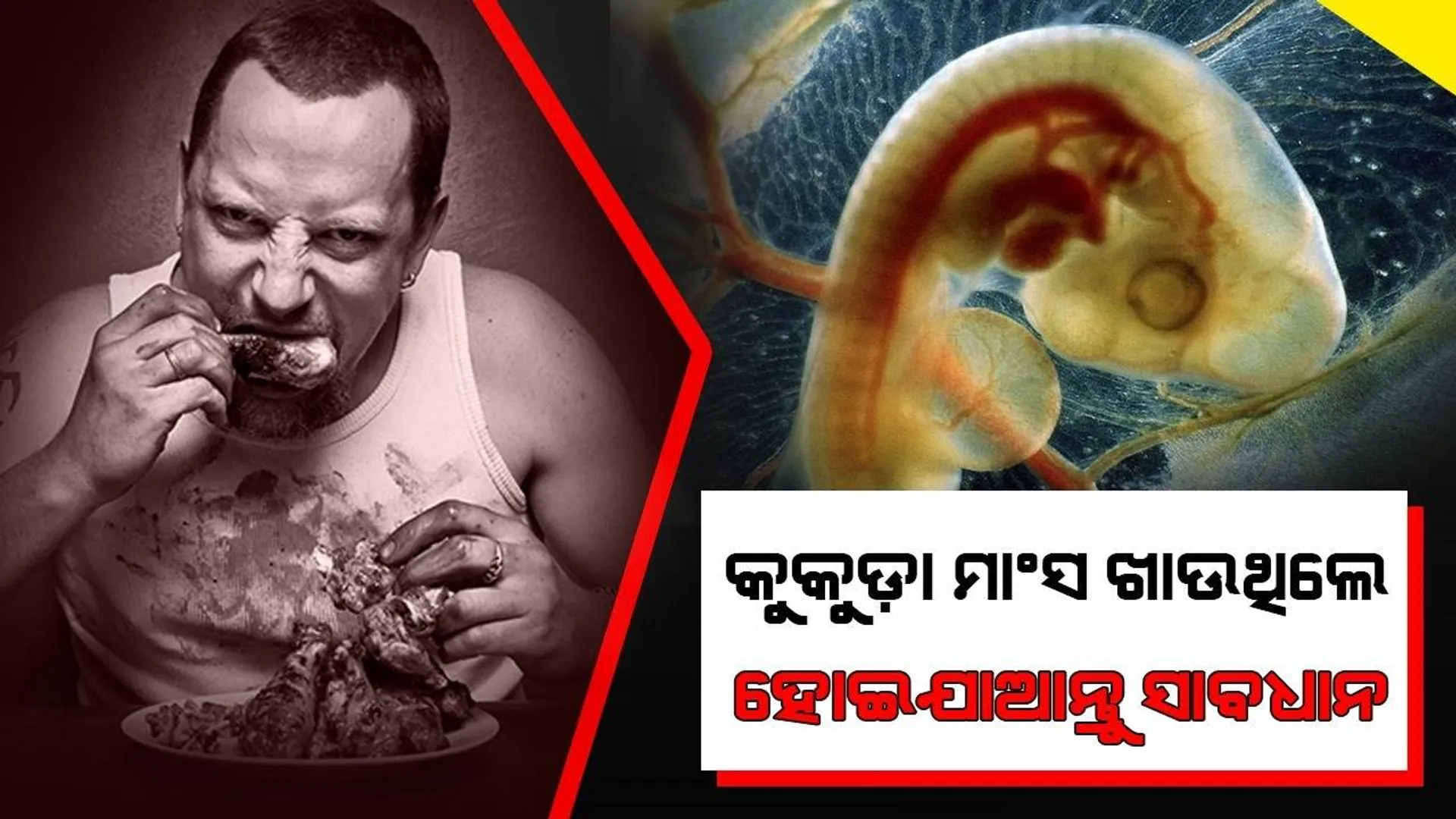 କୁକୁଡ଼ା ଭ୍ରୂଣରୁ ମିଳିଲା ପ୍ଲାଷ୍ଟିକ, ମଣିଷ ଶରୀର ଉପରେ ପଡ଼ିପାରେ ଏଭଳି ପ୍ରଭାବ!