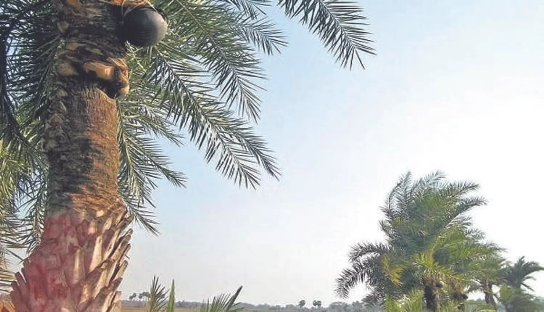 ଖଜୁରୀ ତାଡ଼ି ପିଇବାକୁ କେନ୍ଦ୍ରକରି ଗଣ୍ଡଗୋଳ