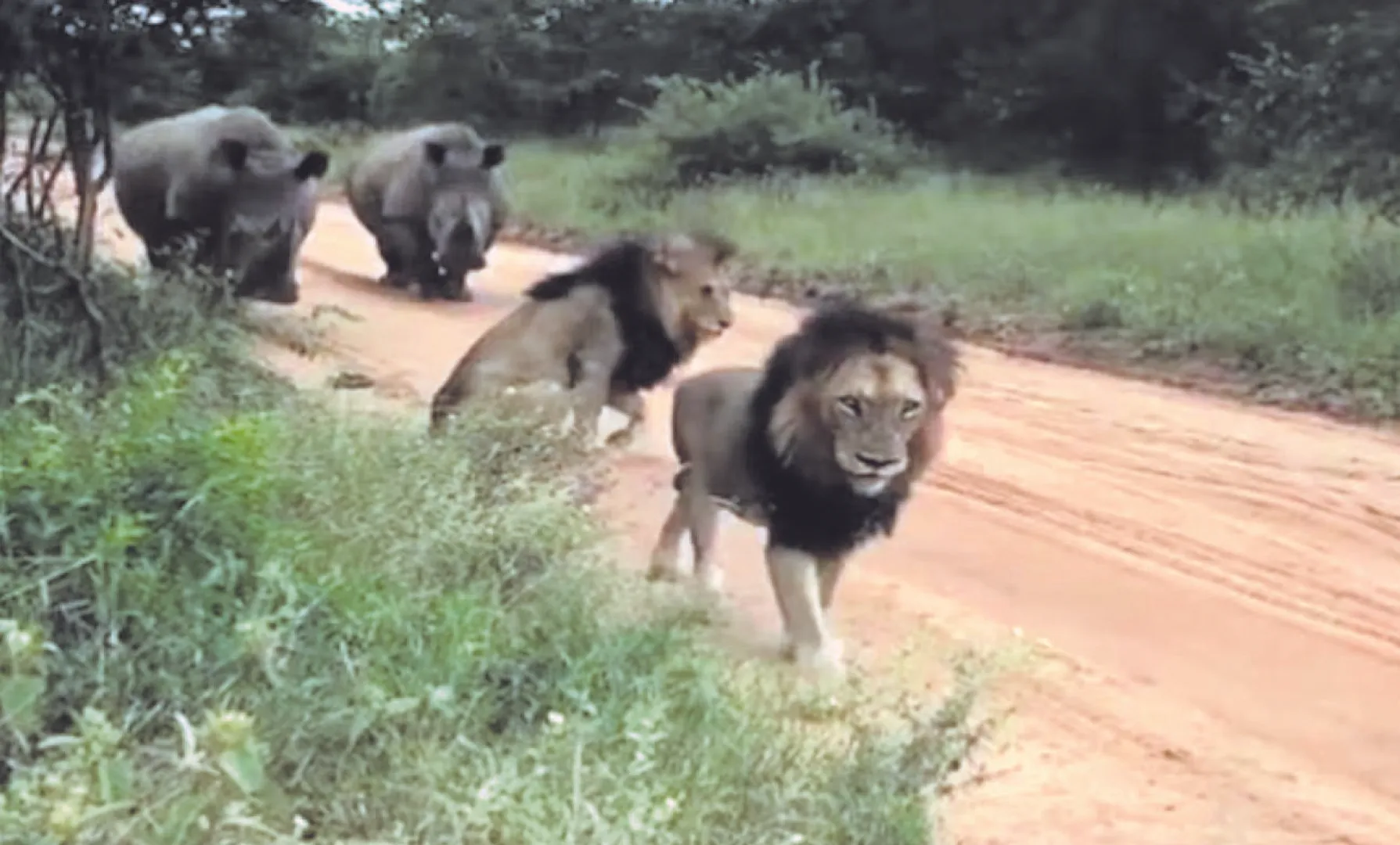 ଜଙ୍ଗଲର ପ୍ରକୃତ ରାଜା!