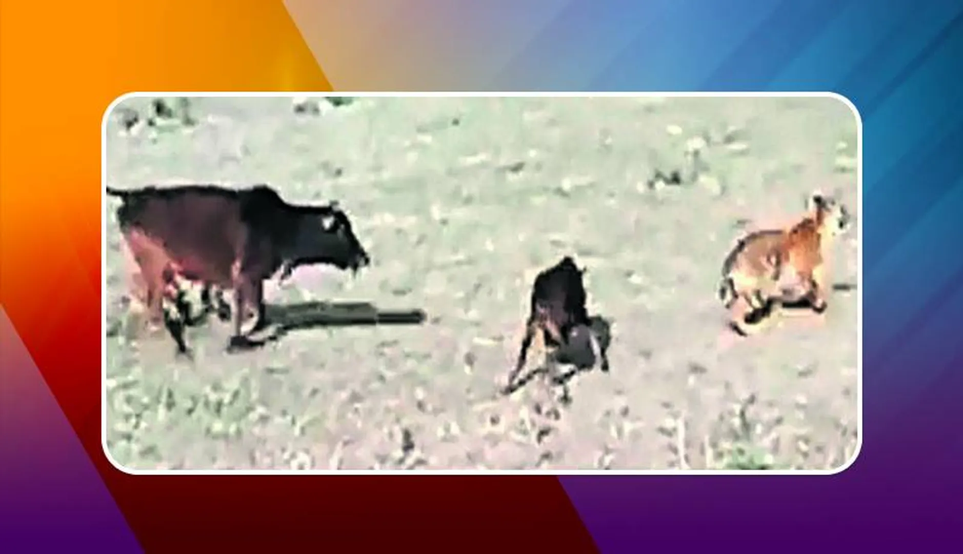 ବାଘକୁ ଘଉଡ଼ାଇଲା ଗାଈ!