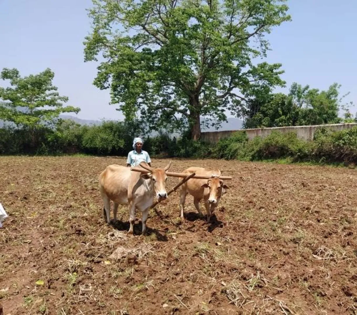ରାୟଗଡା ଜିଲ୍ଲାରେ ୨୨୦୦୦ ଟନ୍‌ ଧାନ ବିହନ ଆବଶ୍ୟକ, ମିଳୁଛି ୧୨୦୦୦ ଟନ୍‌