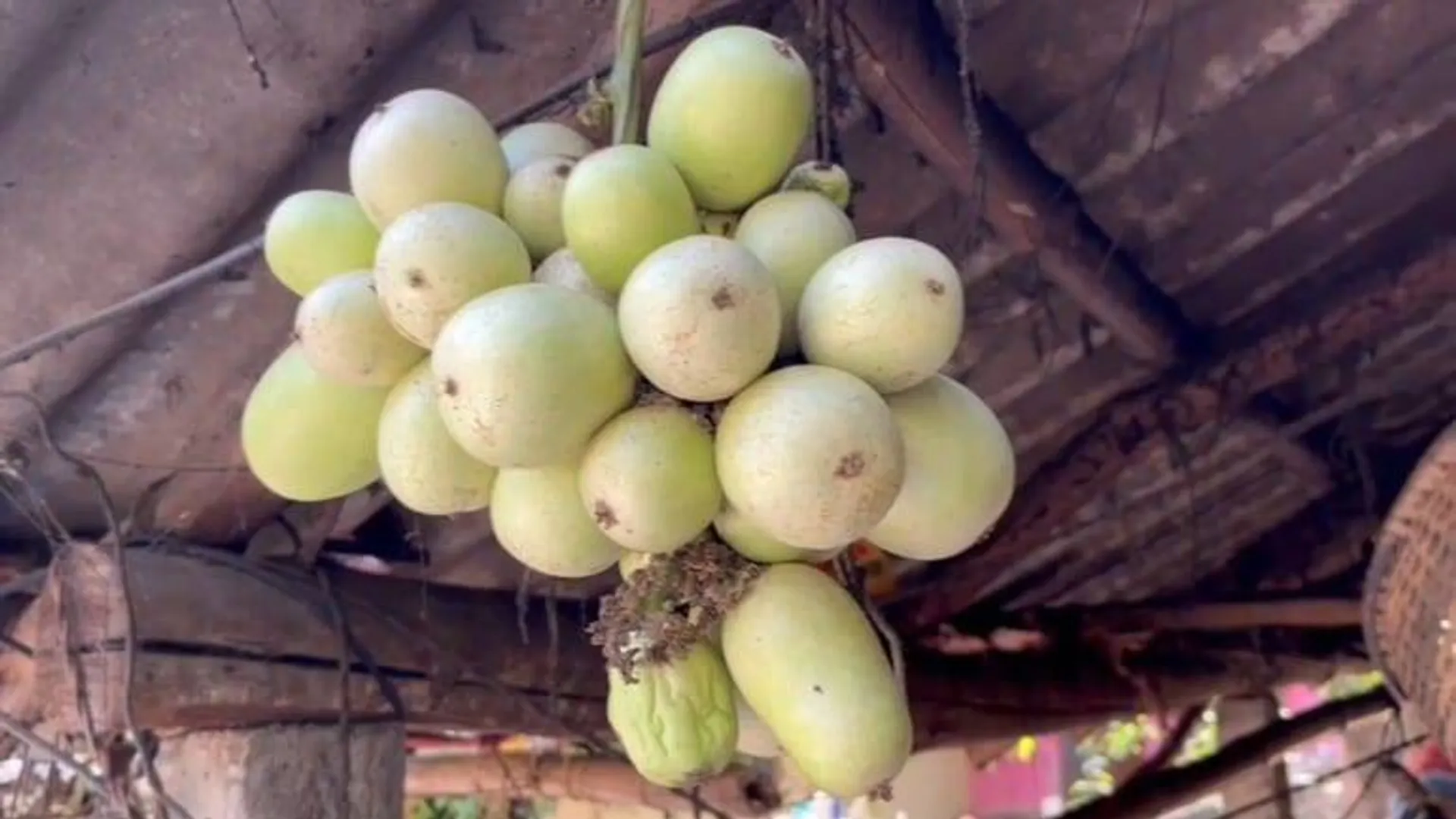 ଅଙ୍ଗୁର ନୁହେଁ: ବାଲେଶ୍ବର ଜିଲ୍ଲା ନୀଳଗିରି ଅଞ୍ଚଳରେ ଫଳିଛି ଲାଉ।