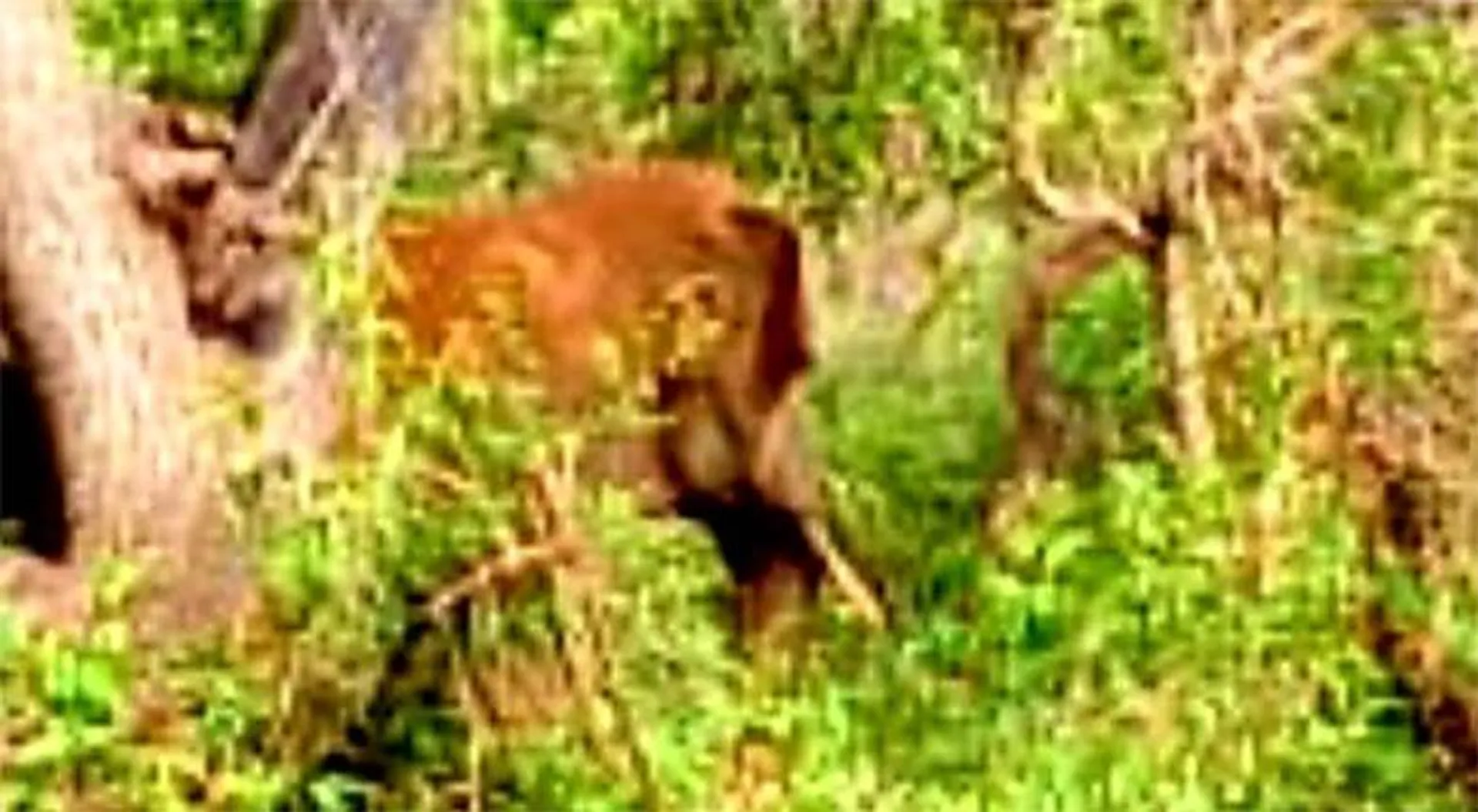 ହାତୀ ଆକ୍ରମଣରେ ବନ କର୍ମଚାରୀ ଗୁରୁତର