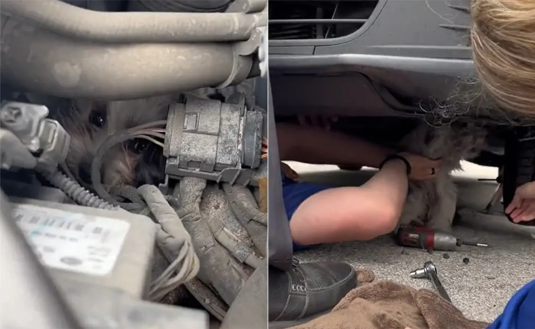 କାର ଇଞ୍ଜିନ ଭିତରେ ଫସି କଇଁକଇଁ ହୋଇ କାନ୍ଦୁ ଥିବା କୁକୁର ଛୁଆକୁ ସୁରକ୍ଷିତ କରାଗଲା ଉଦ୍ଧାର