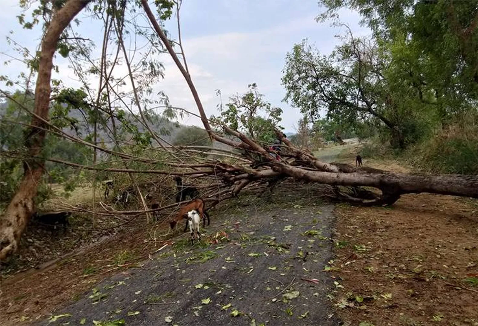 ଆମପାଣି ଅଞ୍ଚଳରେ ବର୍ଷା ଓ କରାମାଡ଼; ଗଛ ଭାଙ୍ଗିଲା, ପରିବା ଚାଷ ନଷ୍ଟ