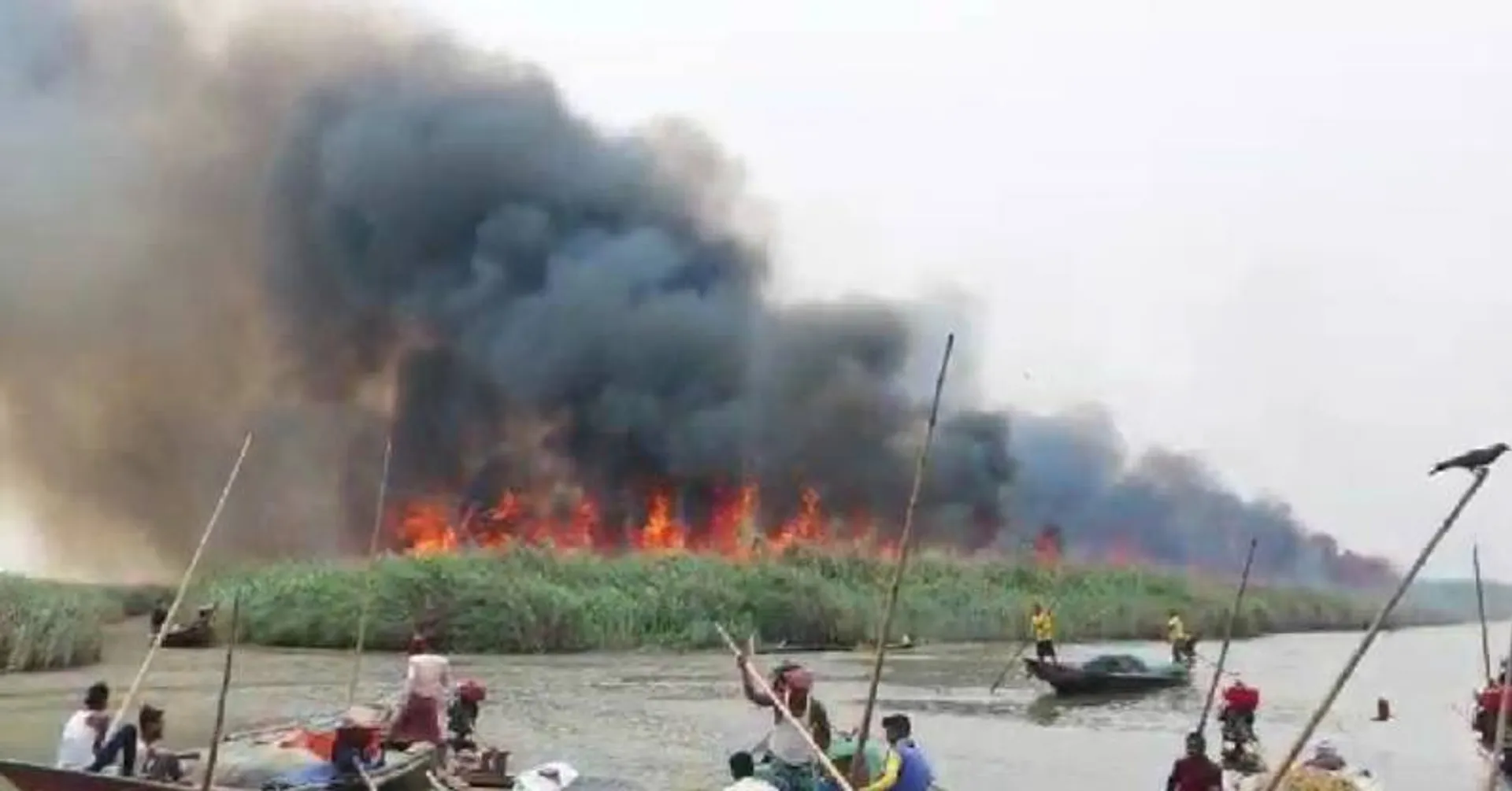 ନଳବଣରେ ନିଆଁ: ବିପଦରେ ଫିସିଂ କ୍ୟାଟ୍ ସହ ବହୁ ବିରଳ ଜୀବଜନ୍ତୁ