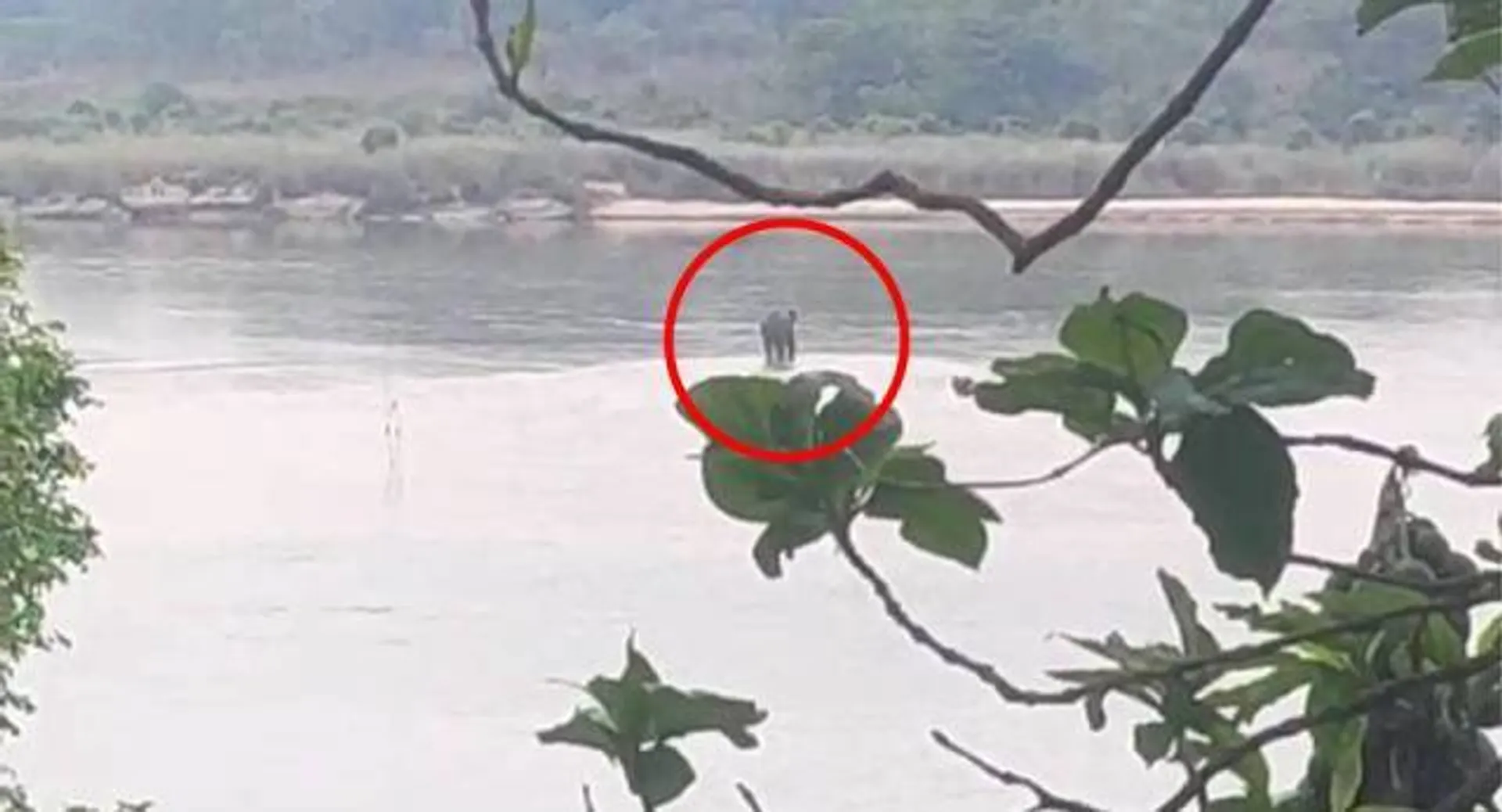 ଅନୁଗୁଳ: ବ୍ରାହ୍ମଣୀ ନଦୀ ଅତିକ୍ରମ କରୁଛି ହାତୀ।