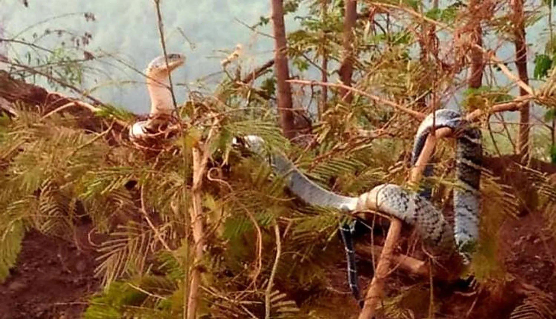 ଖଣିରେ ବୁଲୁଛି ଅହିରାଜ