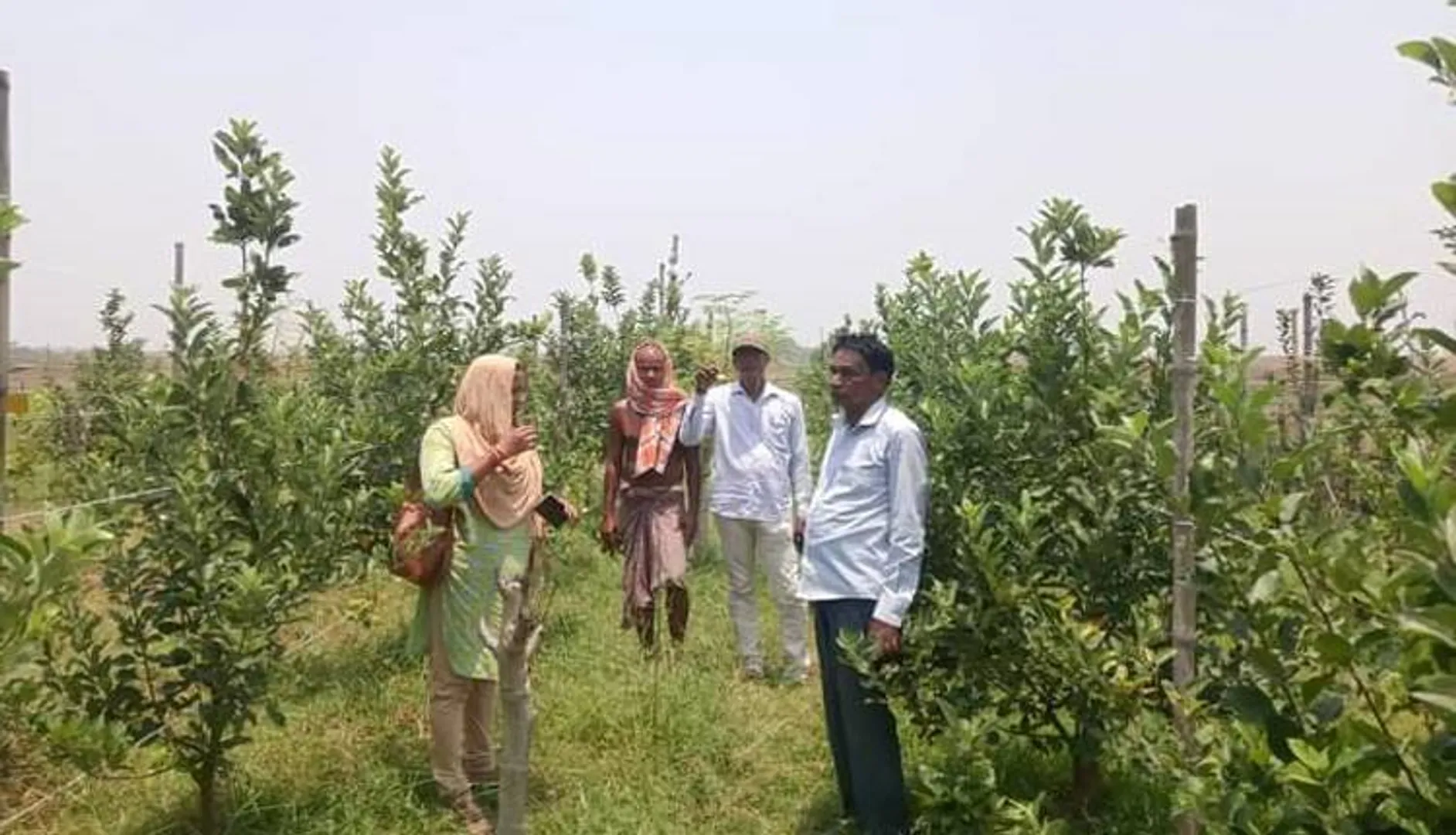 କାଳବୈଶାଖୀରେ ସେଓ ବଗିଚା ଉଜୁଡ଼ିଲା; ତଦାରଖ କଲେ କୃଷି ଅଧିକାରୀ