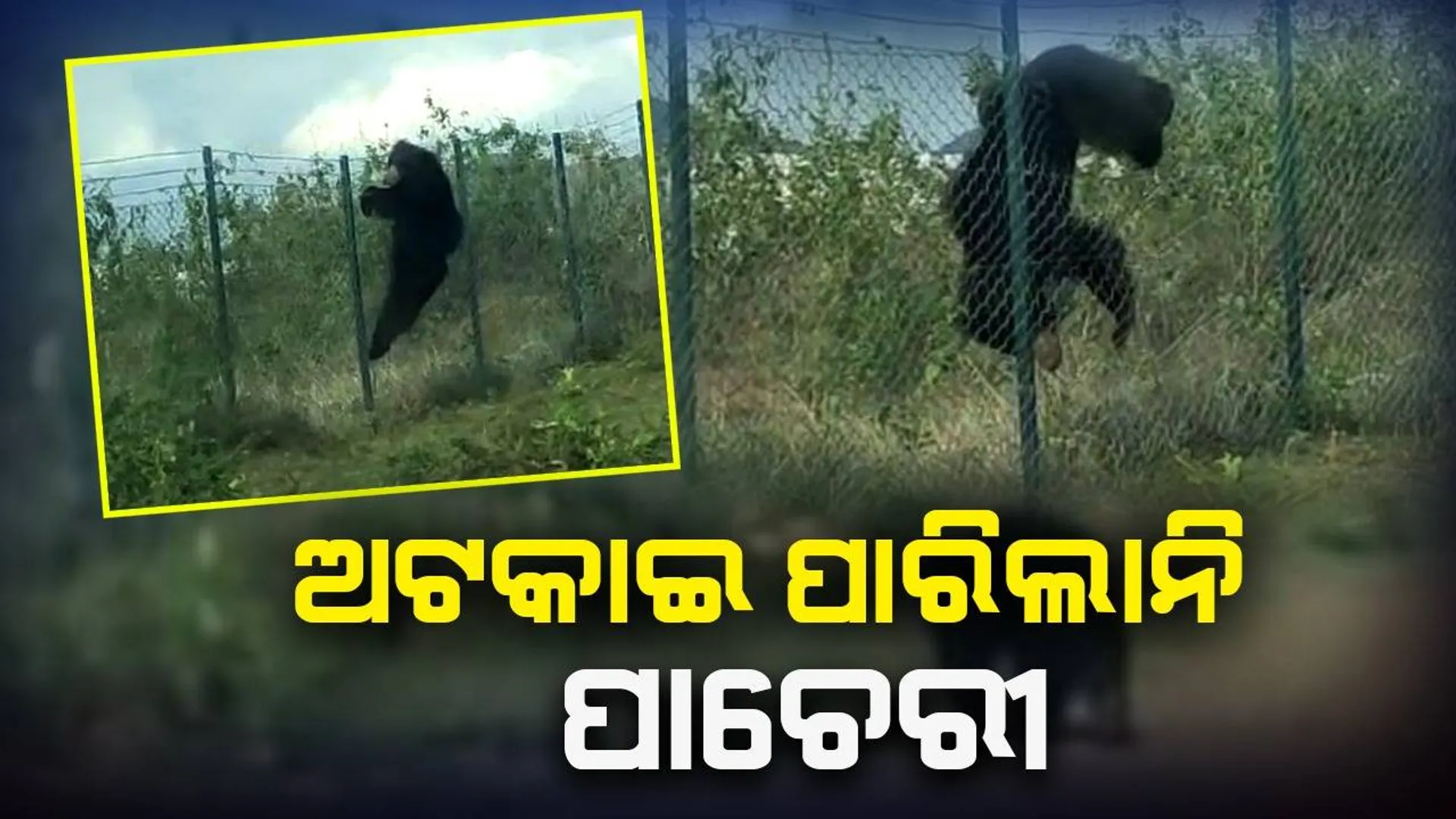 ପାଚେରୀ ଡେଇଁ ଭିତରକୁ ପଶିଲା ଭାଲୁ, ଜୀବନ ପ୍ରତି ବିପଦ ଆଶଙ୍କା