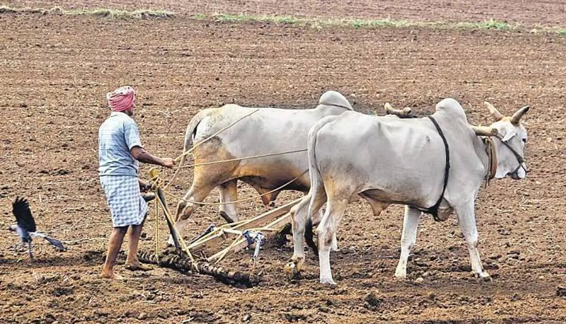 ଏକ ସରକାରୀ ତାମସା