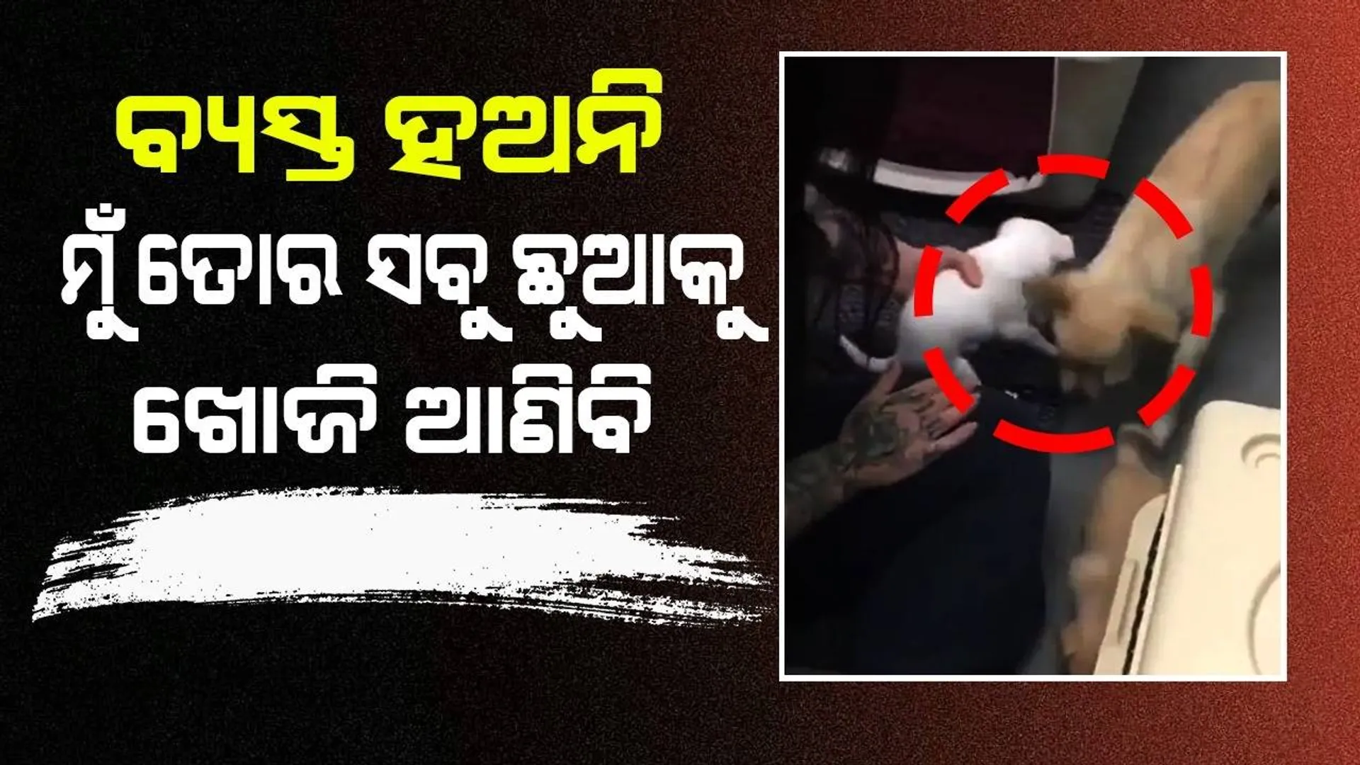 ଛୁଆଙ୍କୁ ହଜାଇ ମନ ଦୁଃଖରେ ବସିଥିବା କୁକୁରକୁ ଖୁସି କରି ଦେଲେ ମହିଳା