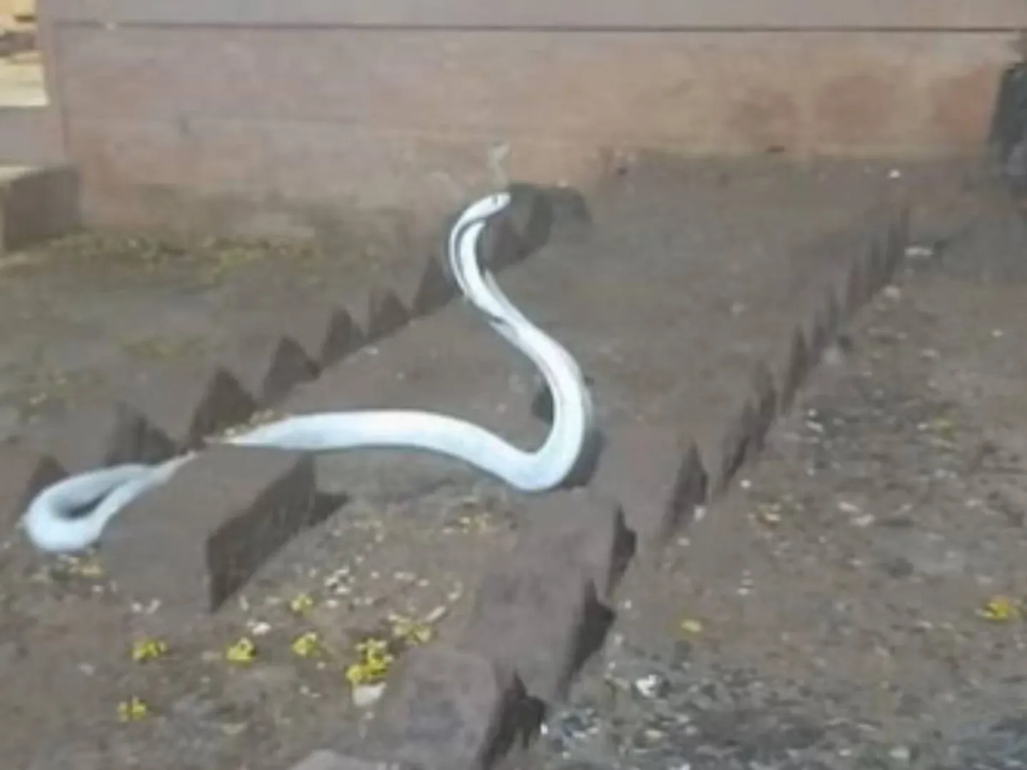 ଉଦ୍ଧାର ହେଲା ଧଳା ରଙ୍ଗର ଦୁର୍ଲଭ ନାଗ ସାପ