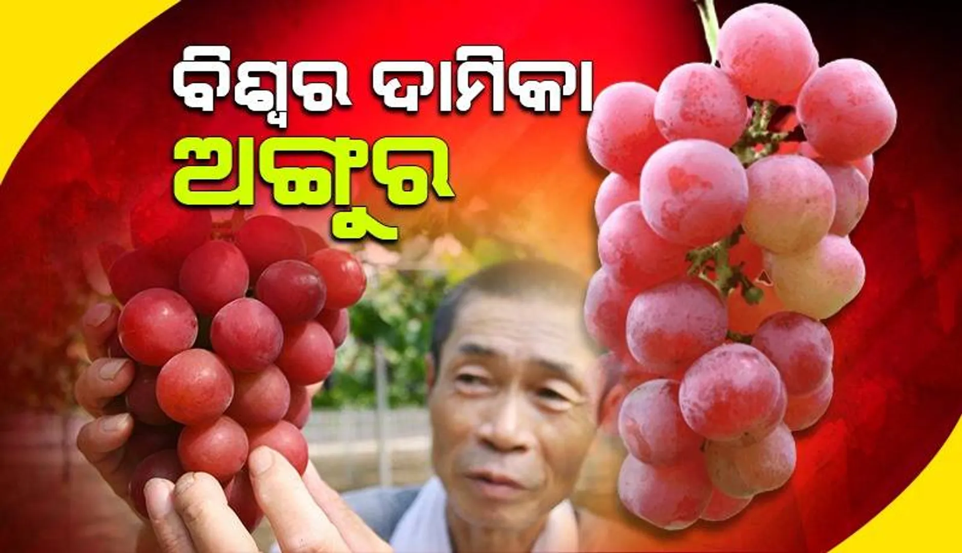 ପେନ୍ଥାରେ ଥିବା ଗୋଟିଏ ଅଙ୍ଗୁରର ମୂଲ୍ୟ ୩୪ ହଜାର ଟଙ୍କା